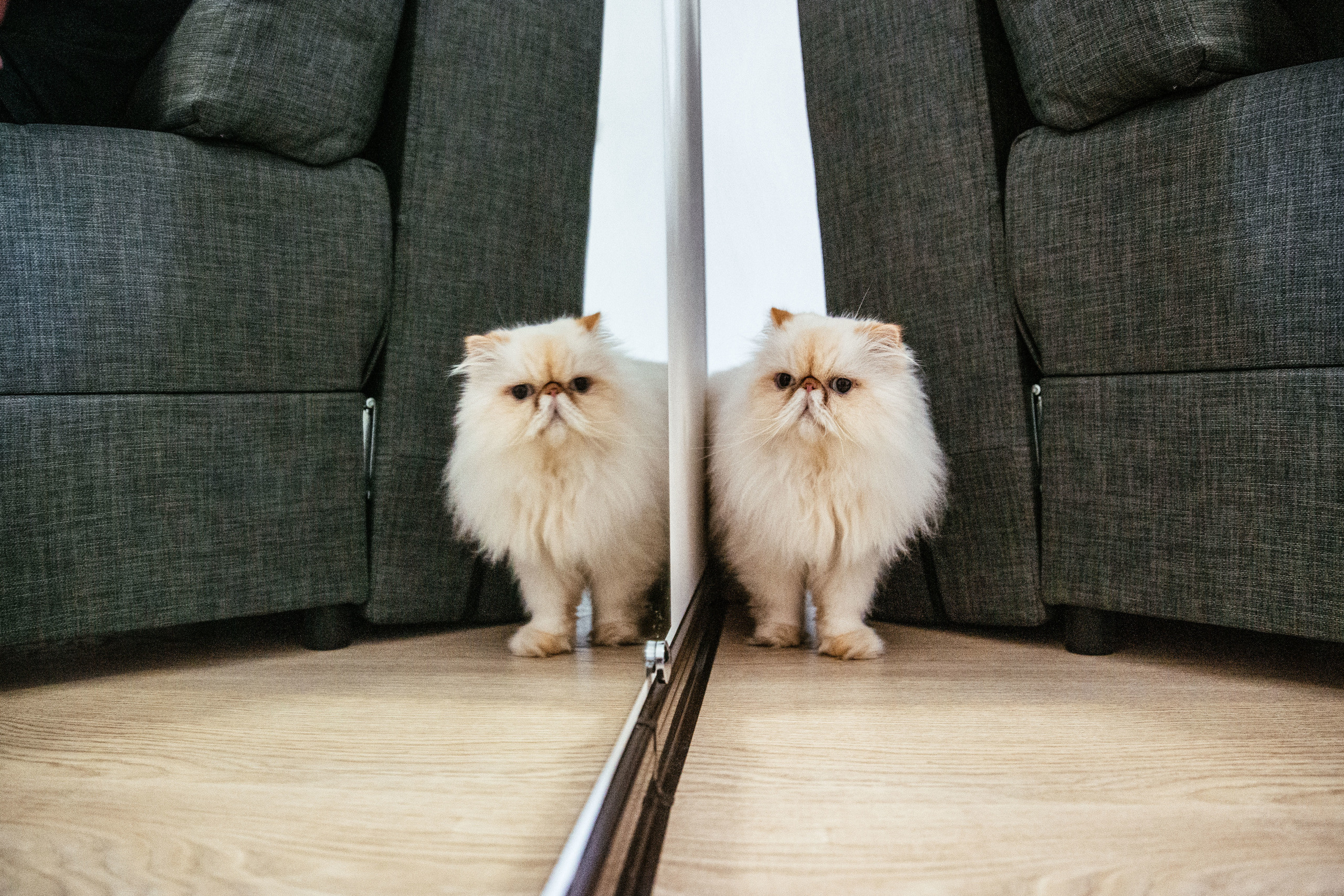 Тимур и Виола. Фотограф в Красноярске