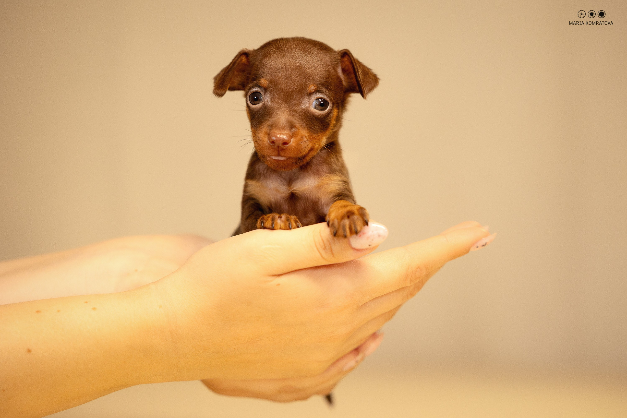 Пражские Крысарики. Фотограф анималист, семейный фотограф, фотограф собак Комратова Мария. г. Москва