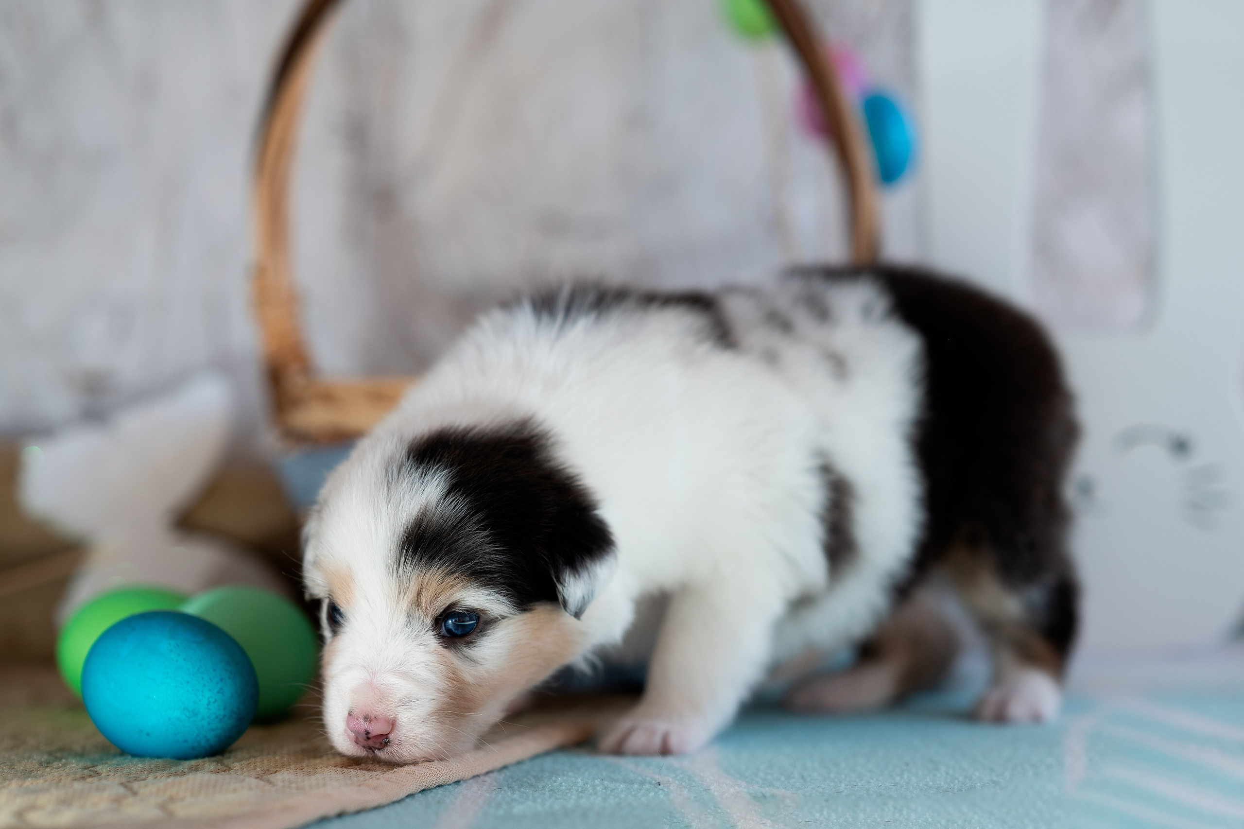 Заводчик Влада Эльман. Творческий фотограф Вологда
