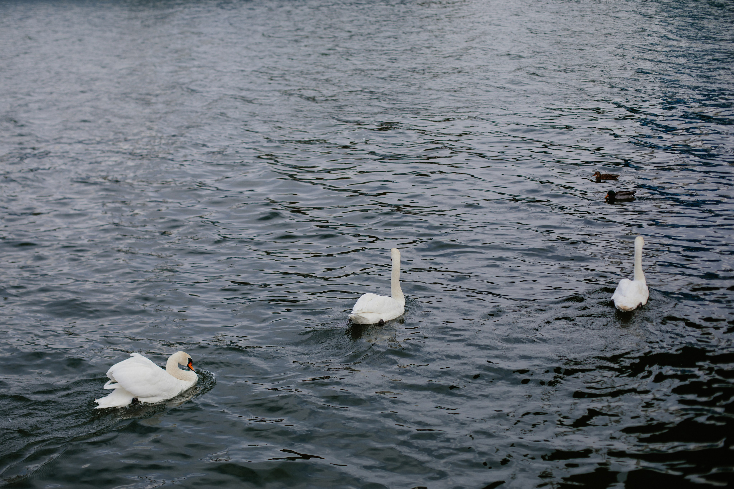 Балтийск/Калининград. Свадебный и семейный фотограф/видеограф в Краснодаре Наталья Осинская