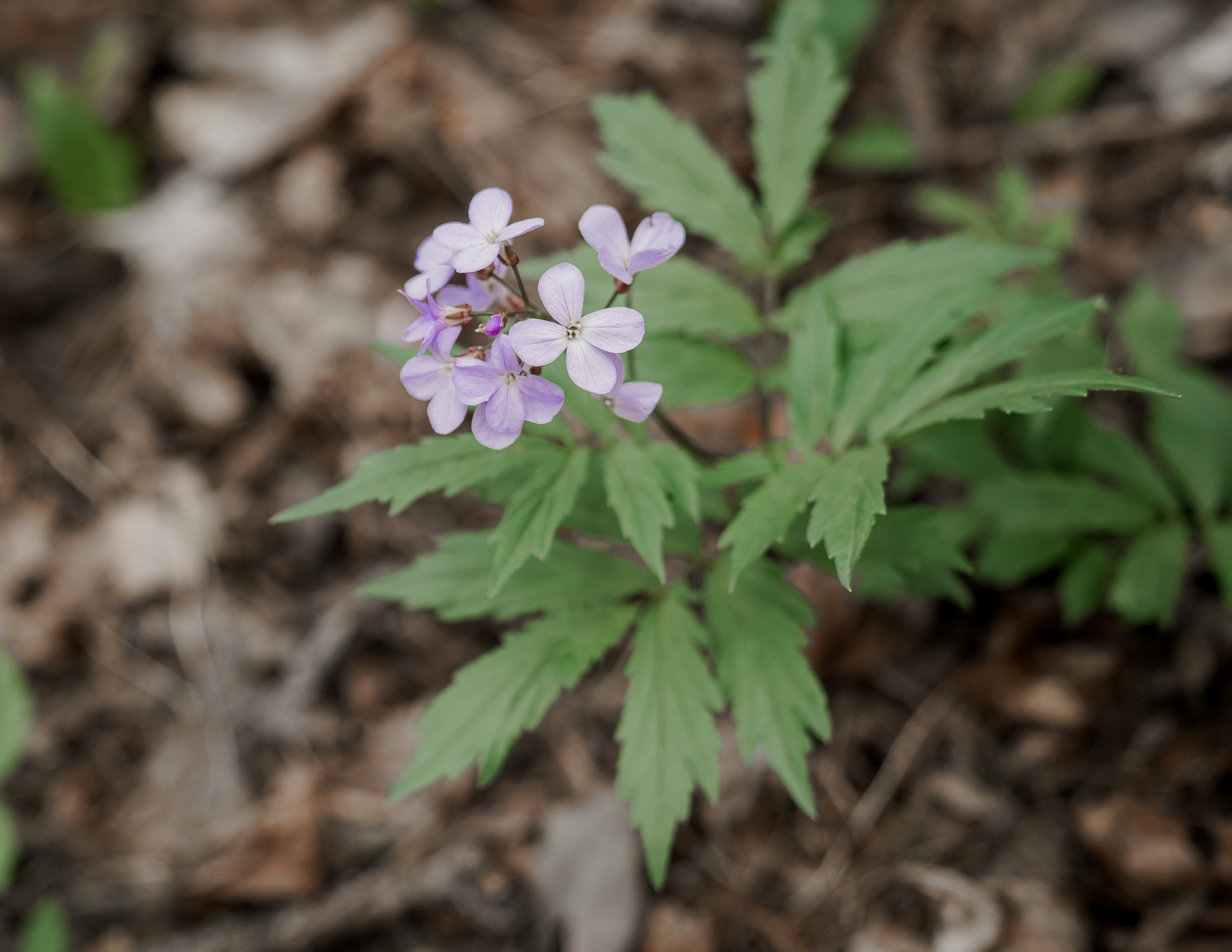 Свадьба в горах. Phu Quoc Photographer — Phu Quoc wedding Photograper