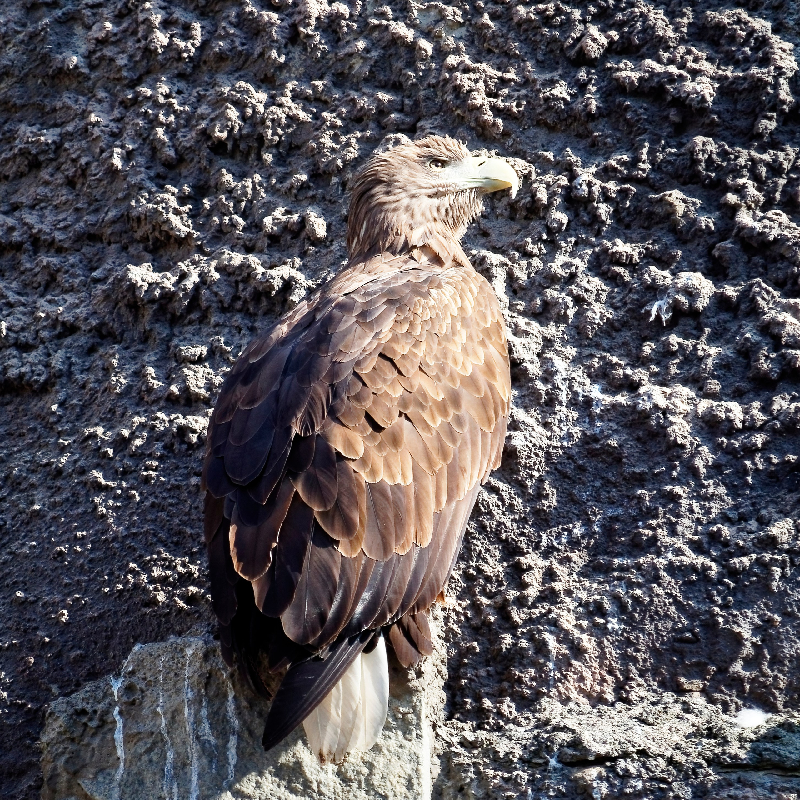 МОСКОВСКИЙ ЗООПАРК. Фотограф Владимир Роля