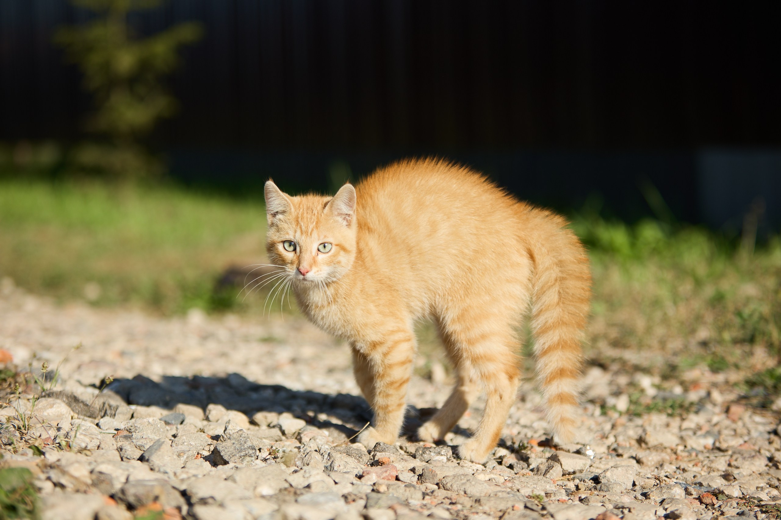 Пиар. Фотограф Ирина Астор