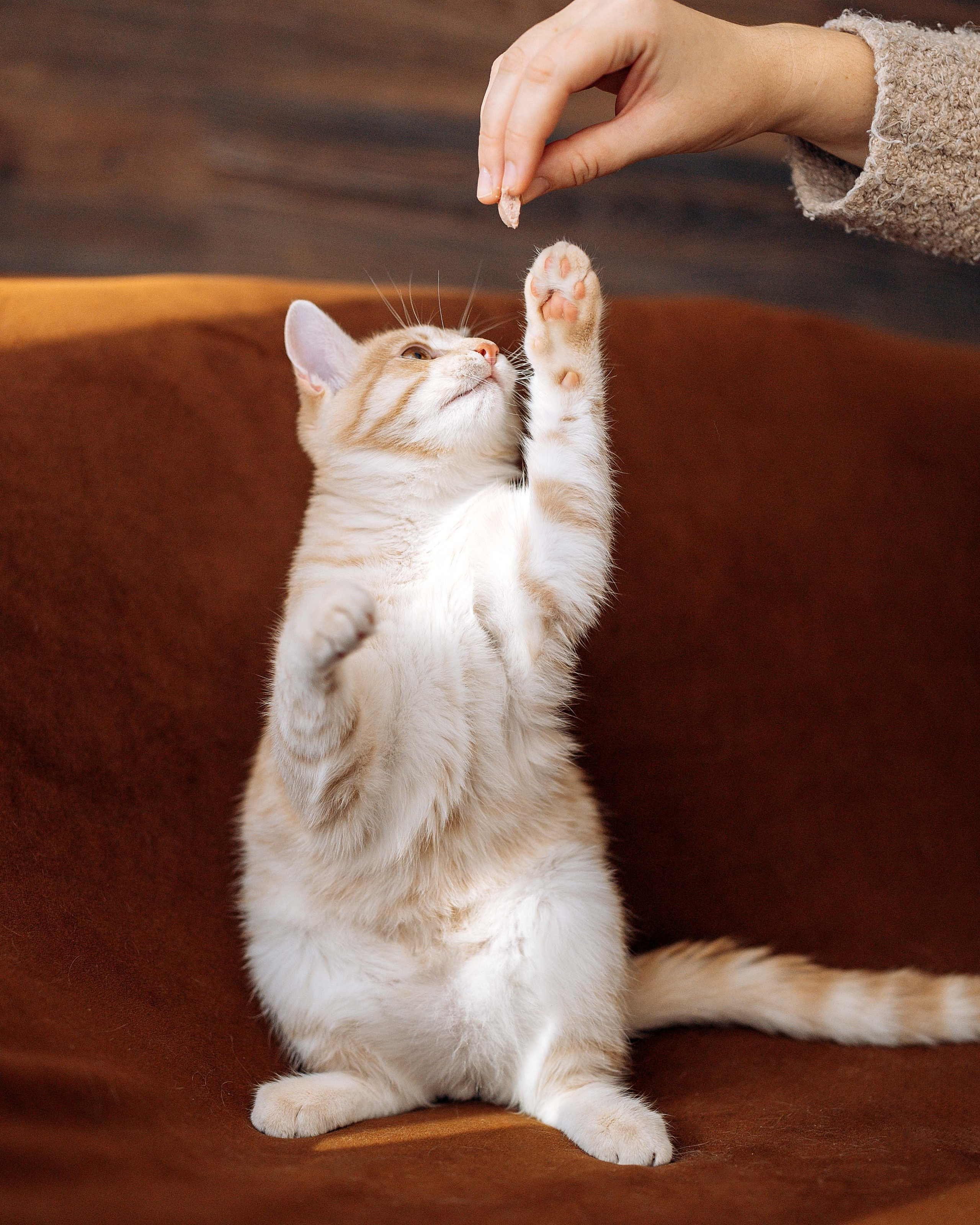 Животные. Фотограф Сочи-Краснодар