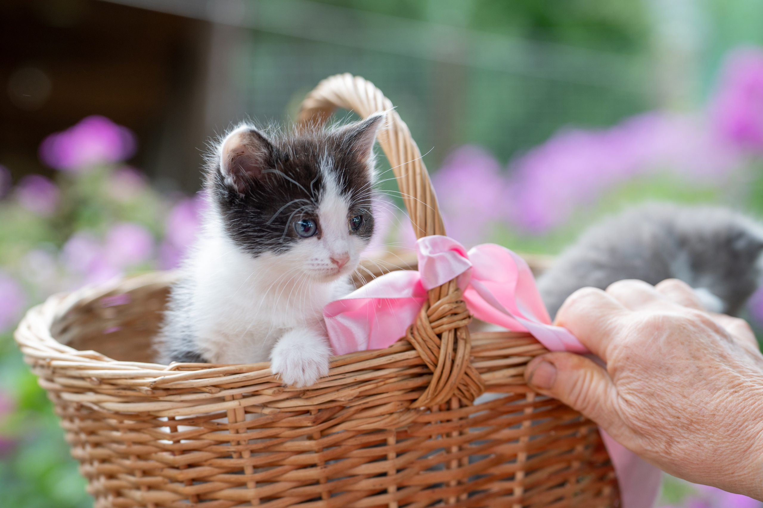 Анимализм. Портретный фотограф Олеся Владимирова в Москве