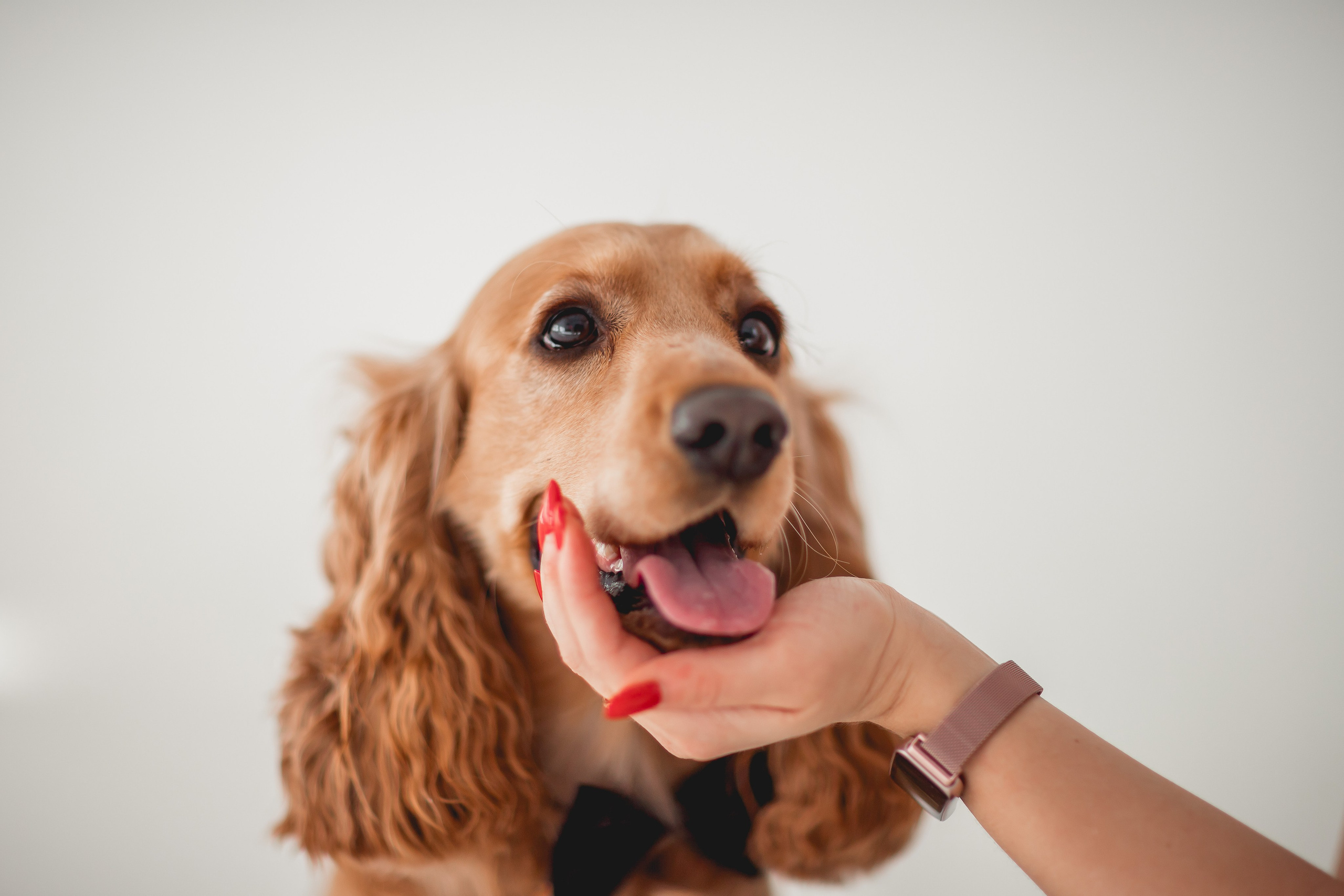 Лада и Барни. Семейный фотограф анималист Мария Крючкова
