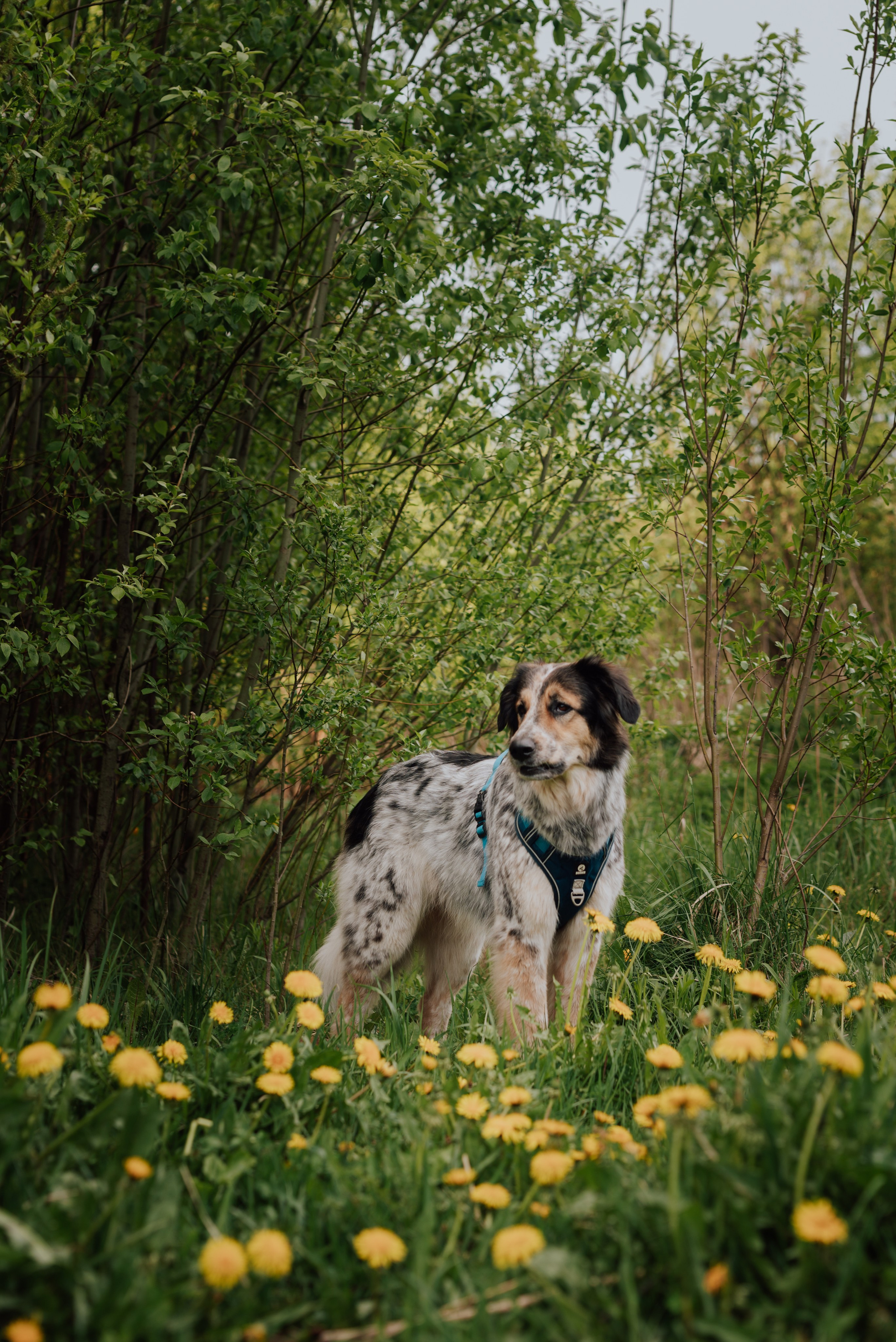 Животные. Фотограф в Санкт-Петербурге и Ленинградской области