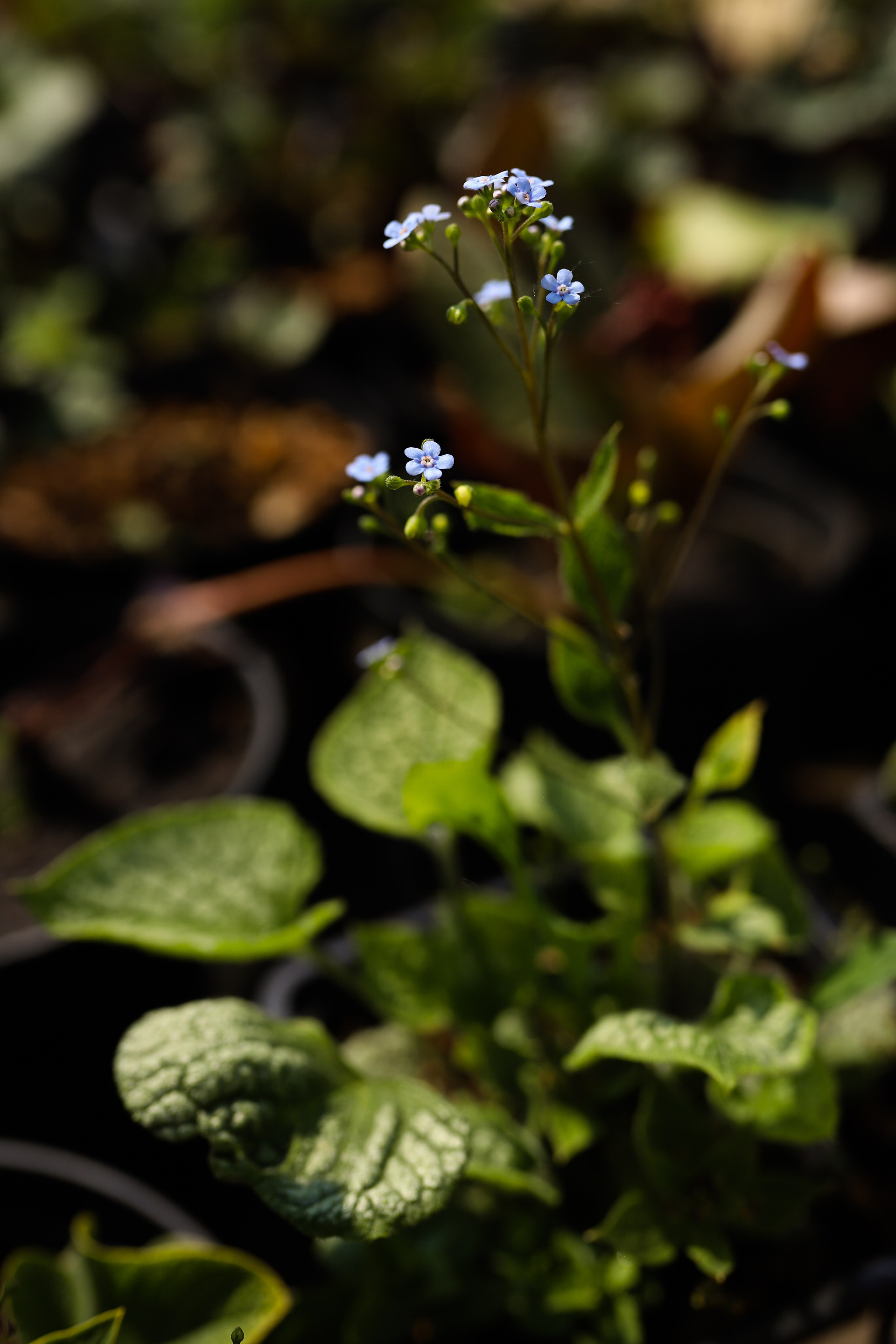 Садовый центр. Фотограф Эмилия Сафиуллина