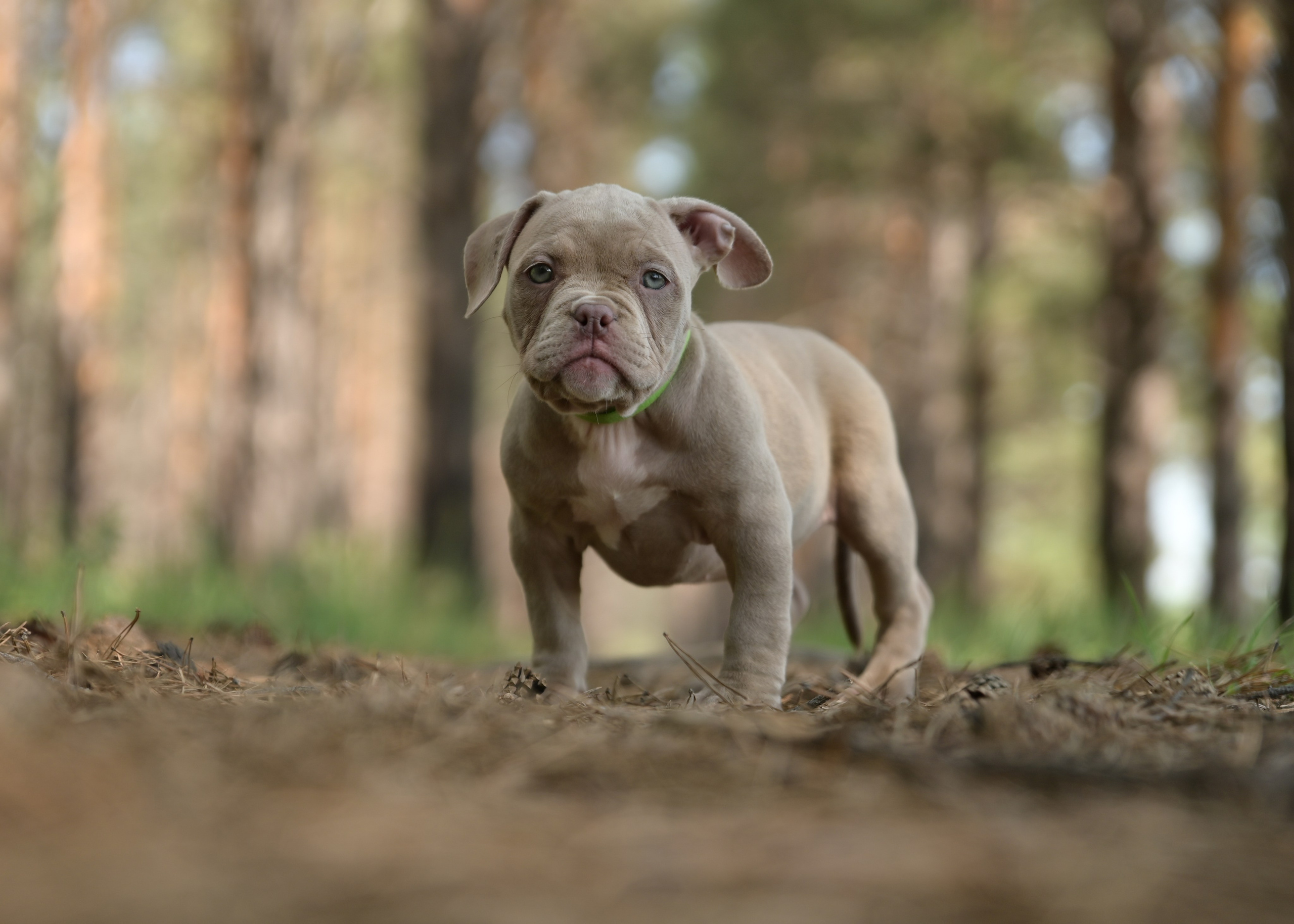 Свободные щенки Американский Булли в Иркутске. Питомник собак Иркутск