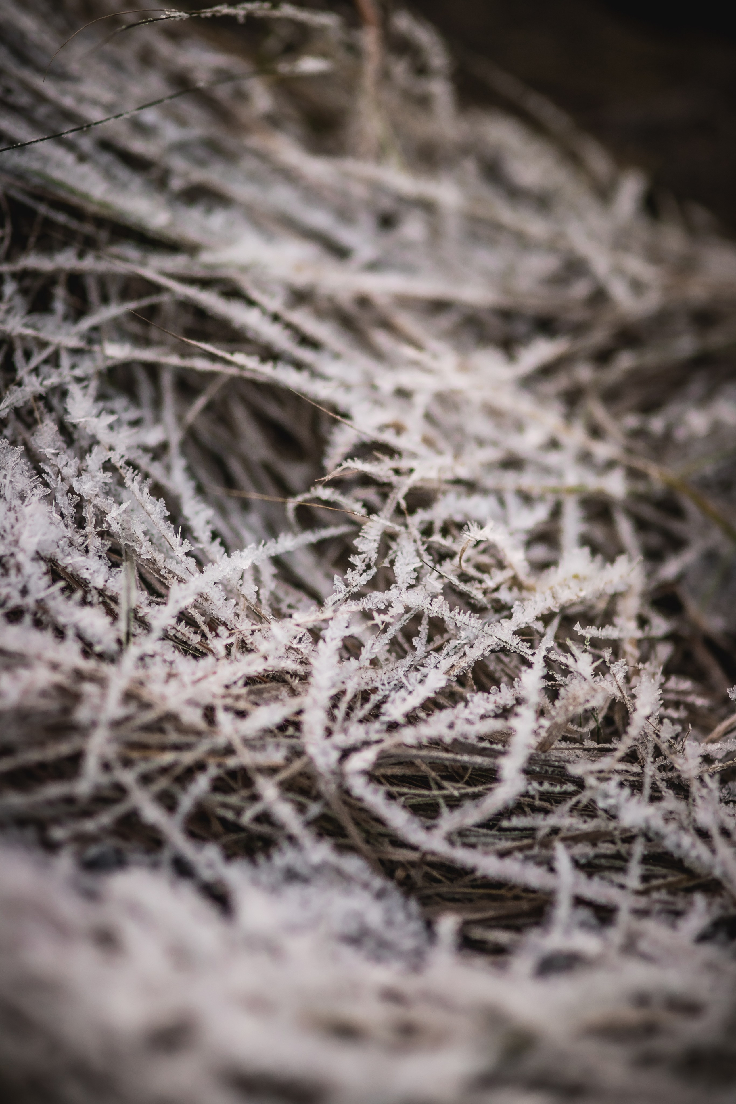 Зимние узоры. Семейный фотограф в Москве