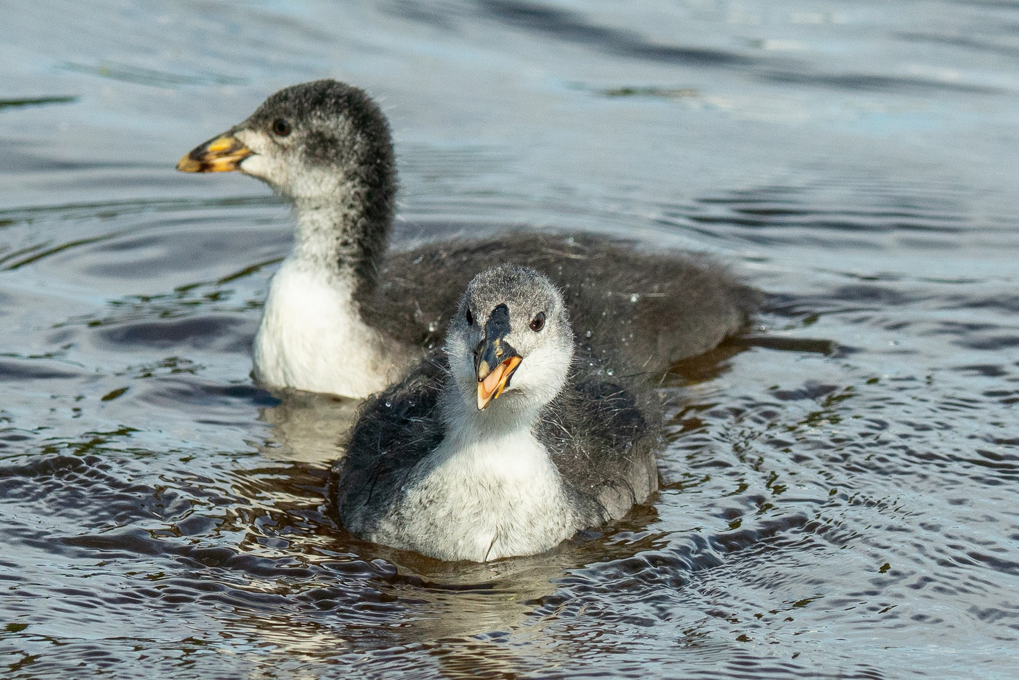 Удивительные мир птиц. Вокруг нас столько прекрасного — присмотритесь!. Ваш личный фотограф Марина Волкова