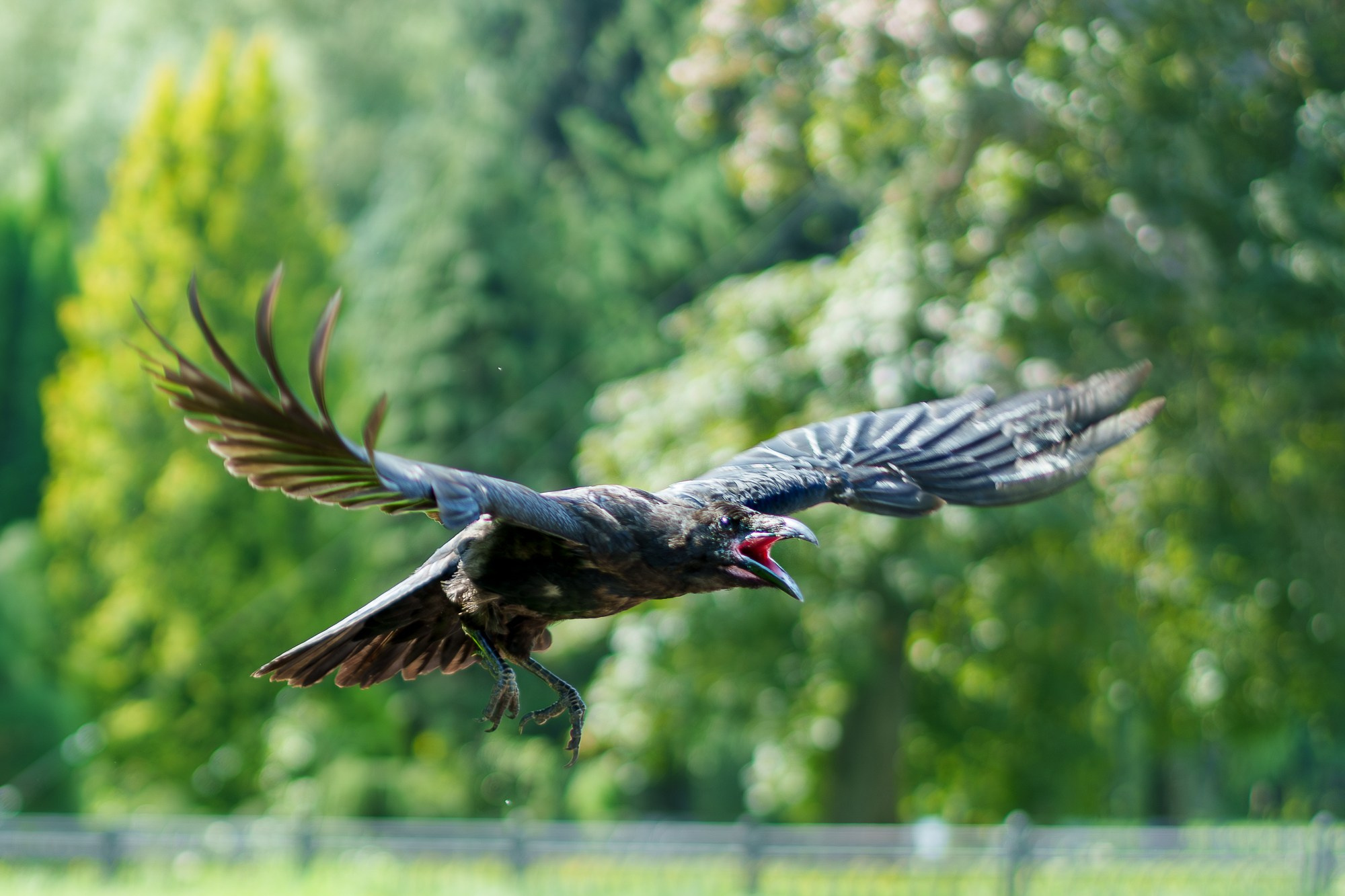 Удивительные мир птиц. Вокруг нас столько прекрасного — присмотритесь!. Ваш личный фотограф Марина Волкова