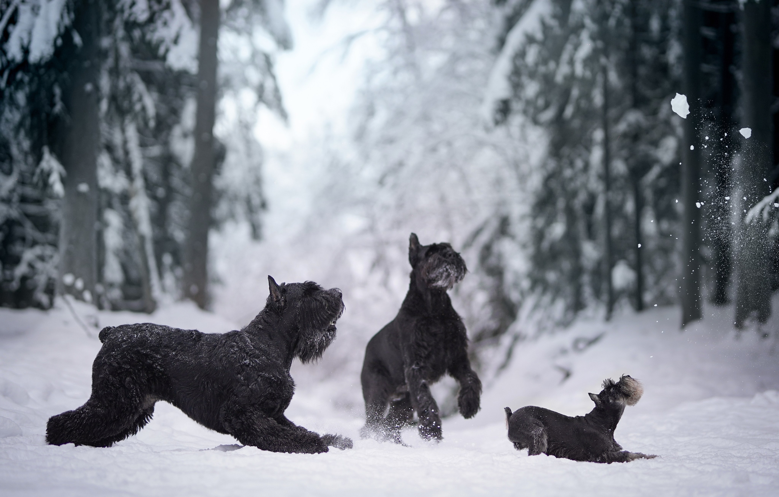 Оля Миша и шнауцеры. Фотограф-анималист в Санкт-Петербурге Яна Мартынова