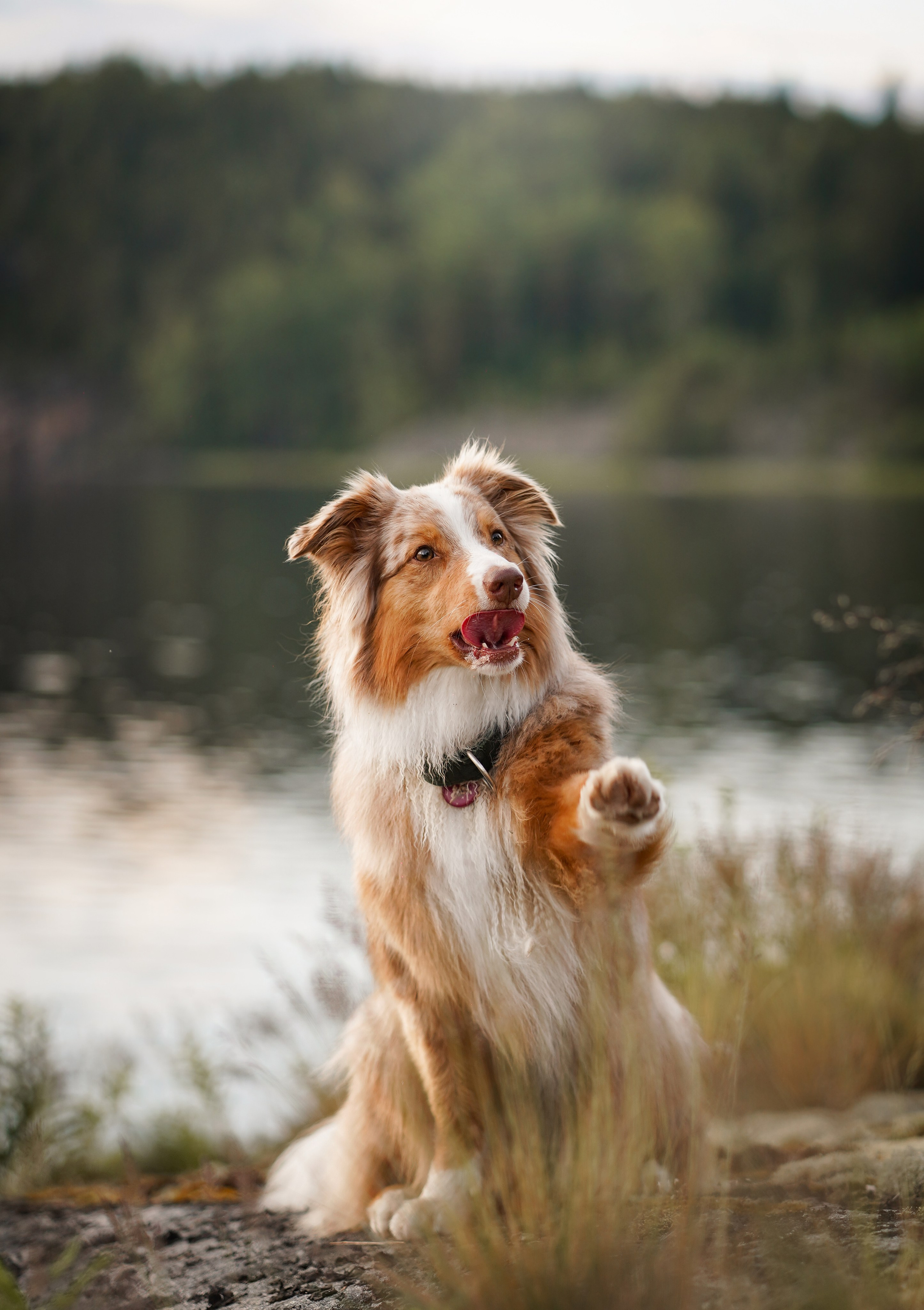 Карелия. Фотограф-анималист в Санкт-Петербурге Яна Мартынова