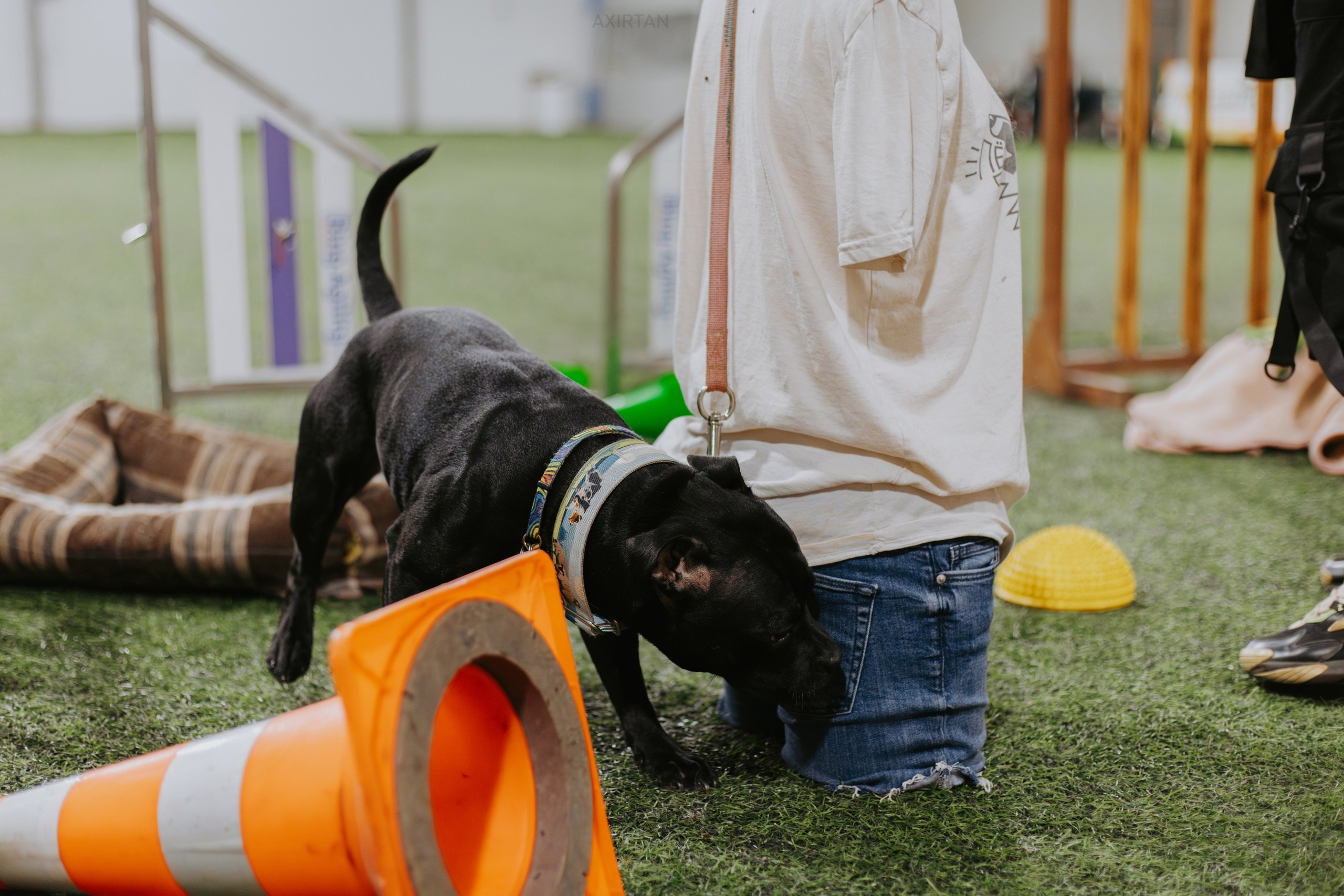 Тсахик. BLGKV питомник собак