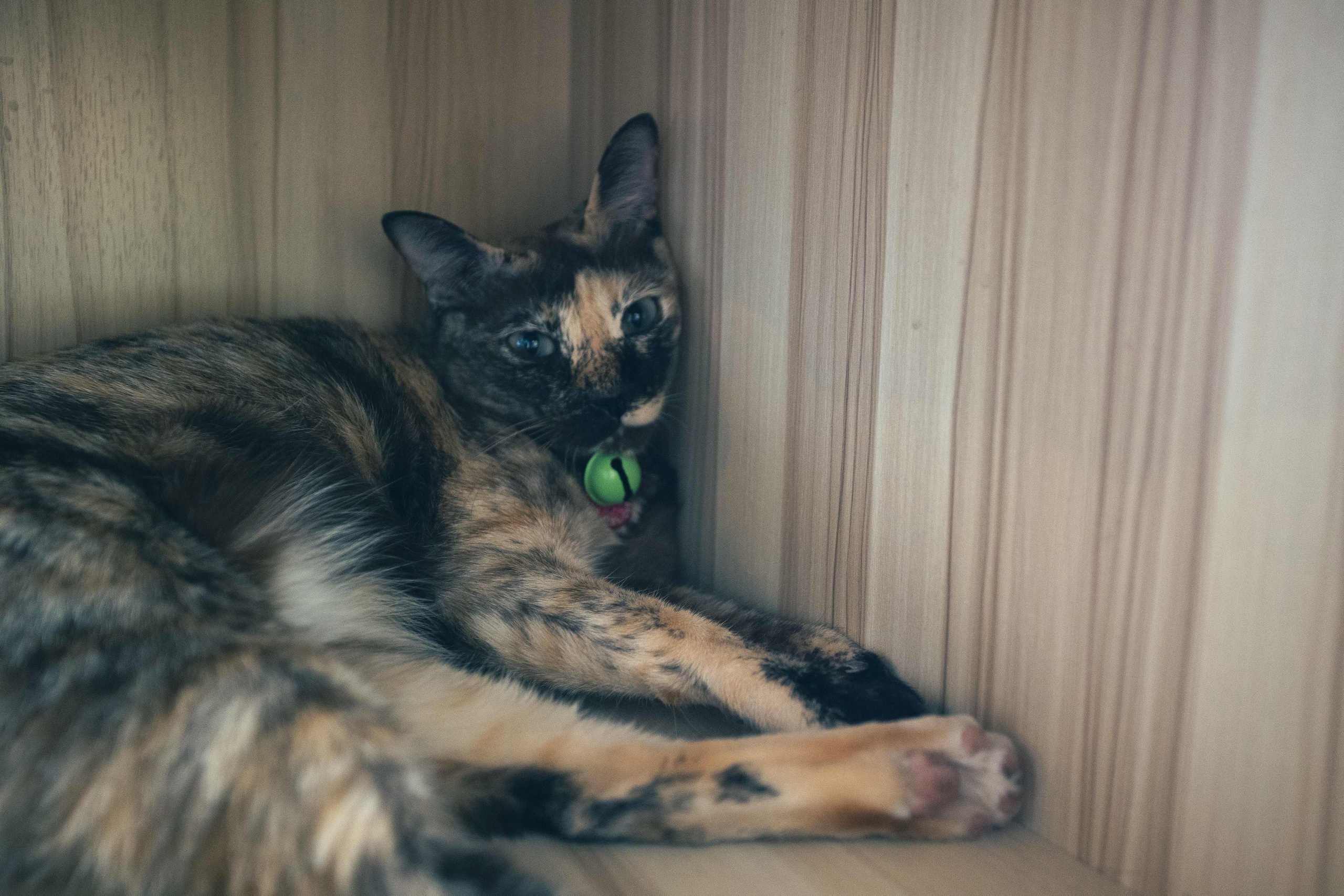 Cazz Cafe. Фотограф Сонкина Татьяна