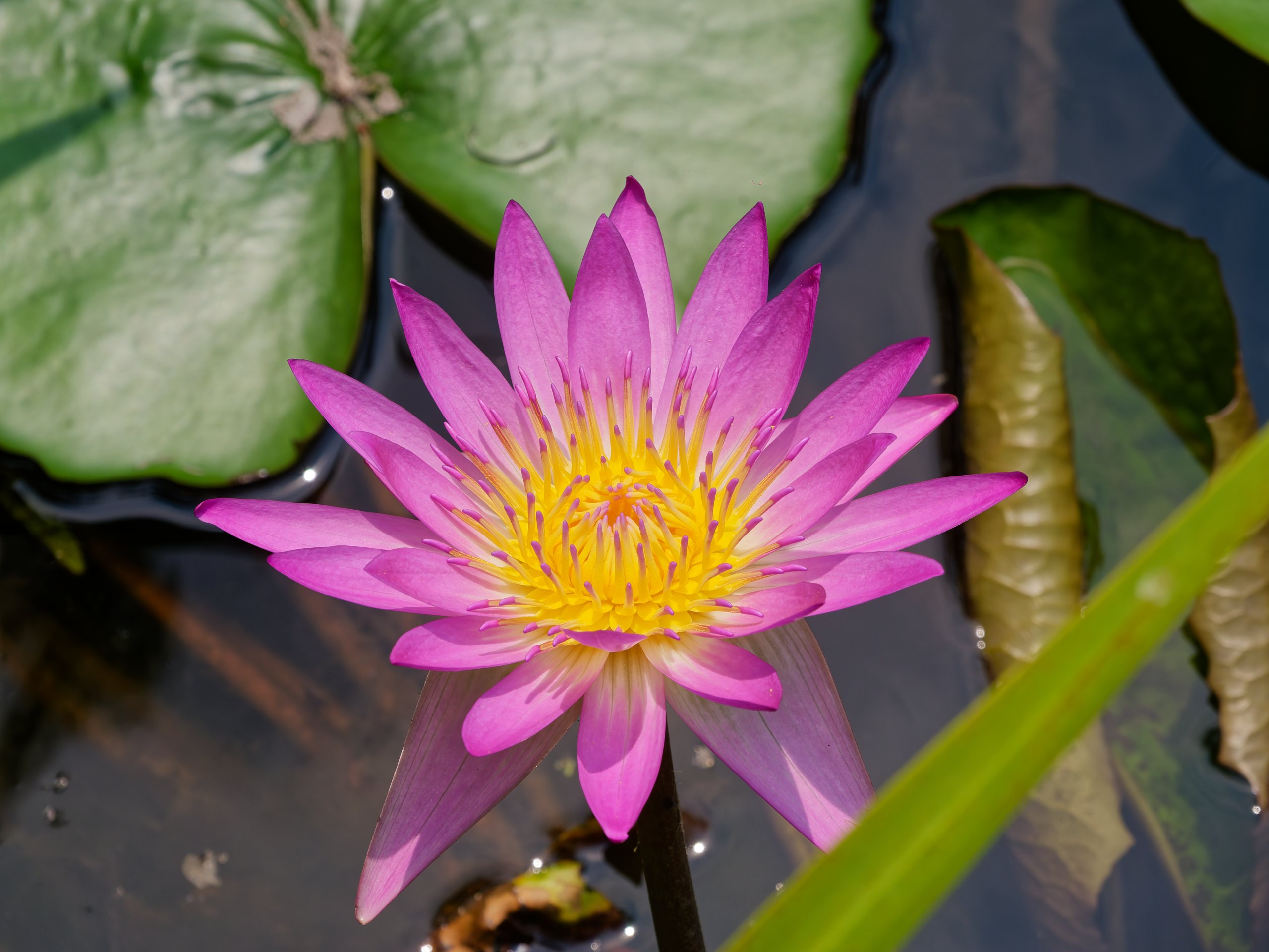 Хайнань 2026, флора, цветы и деревья. Фотопрогулки по Миру