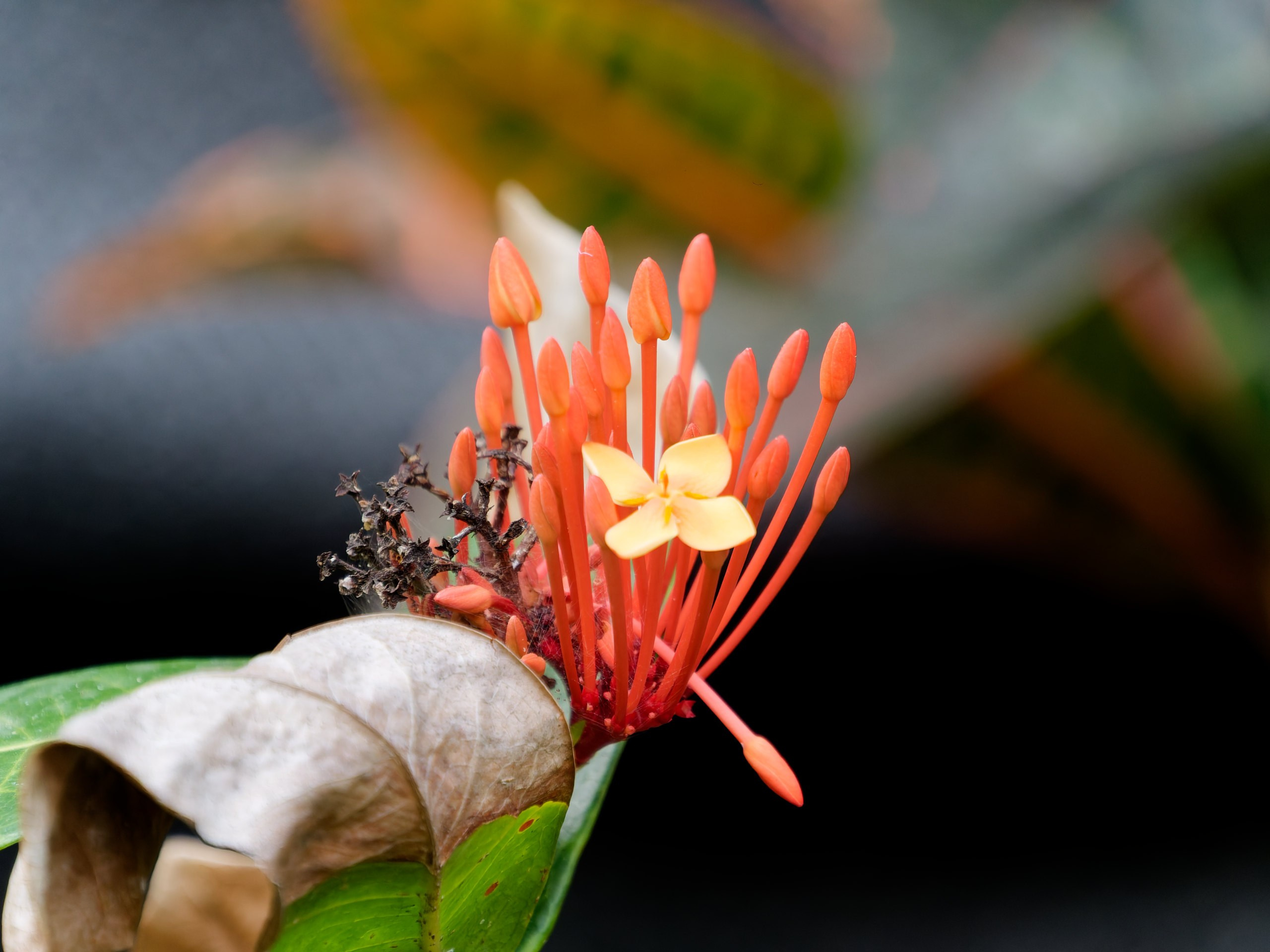 Хайнань 2026, флора, цветы и деревья. Фотопрогулки по Миру