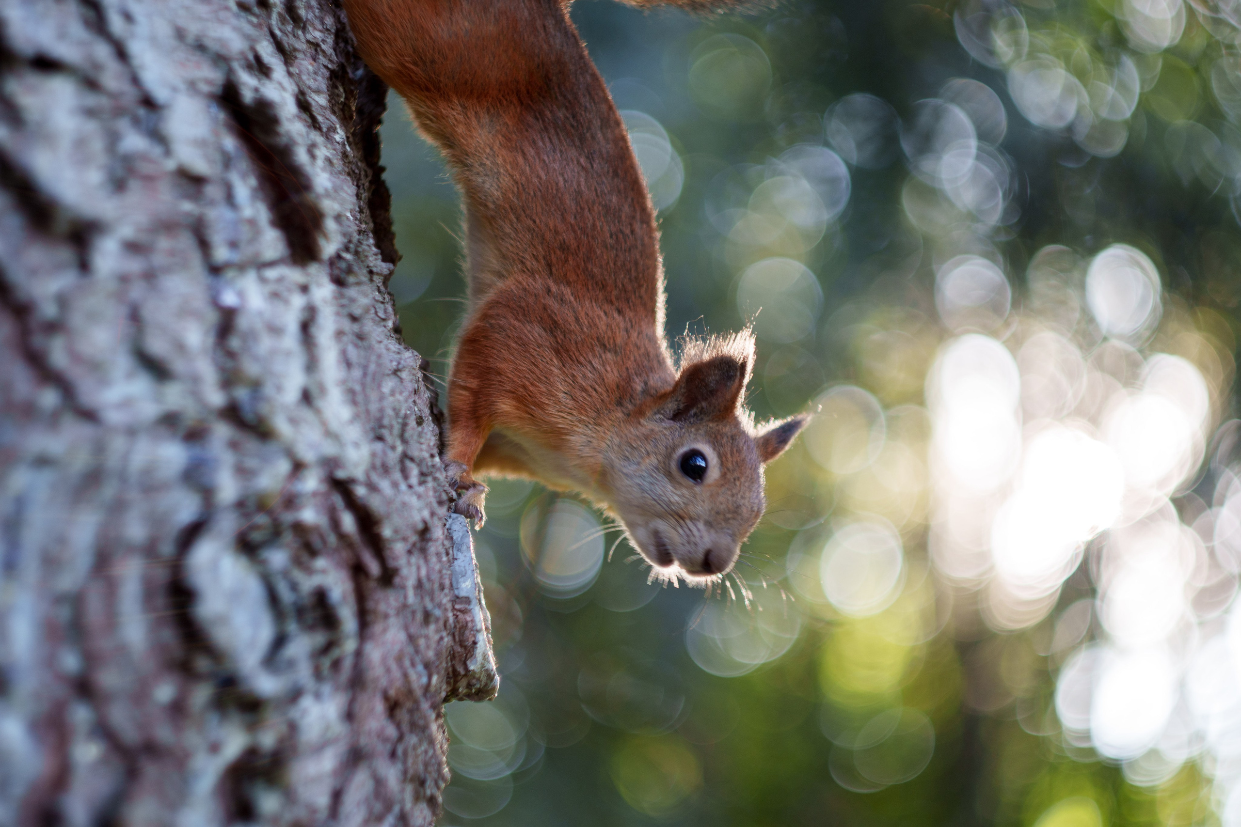 Животные. Фотограф в Санкт-Петербурге Ибрагимова Алина