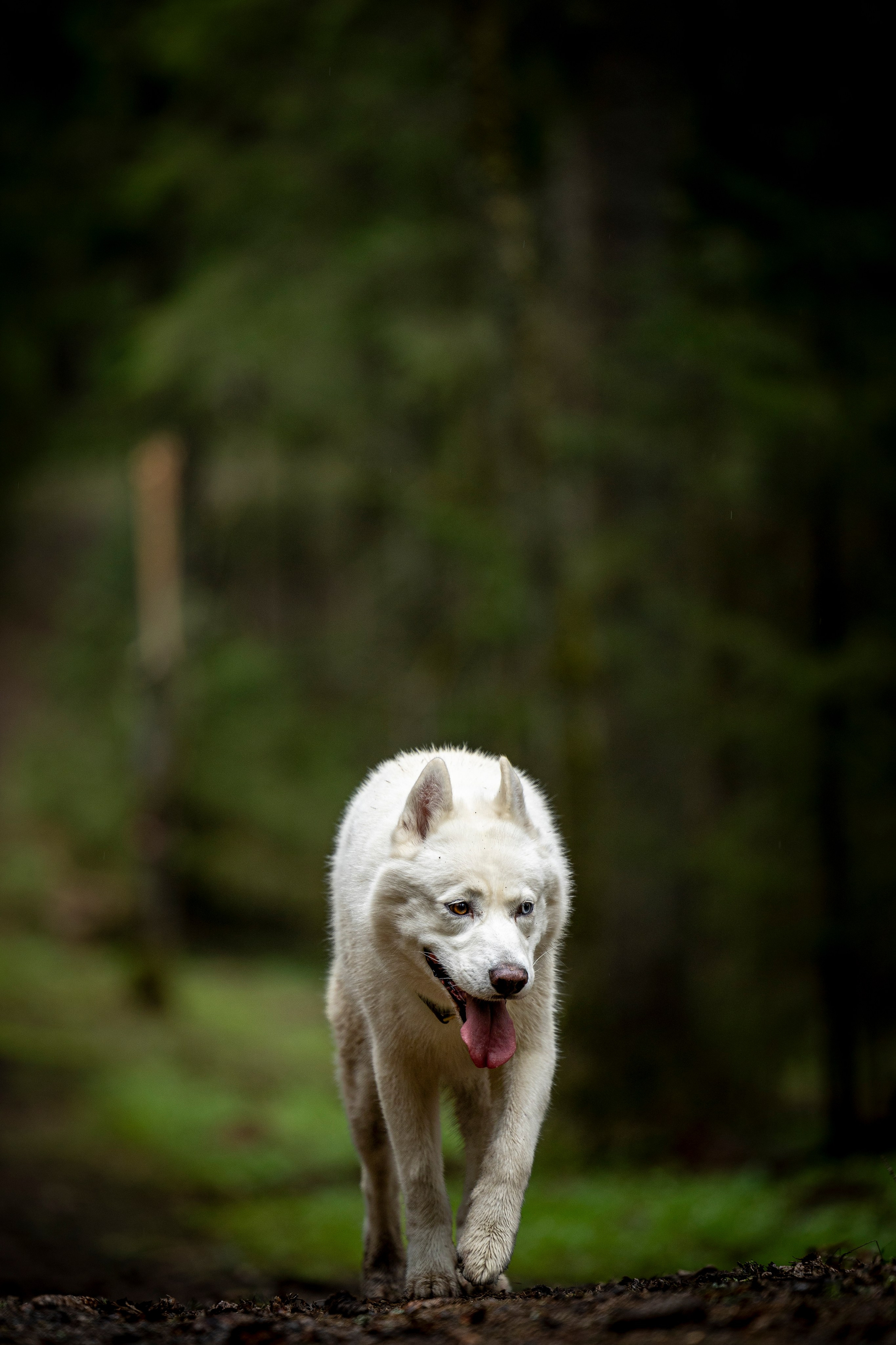 Миура. Фотограф-анималист Анна Маринич