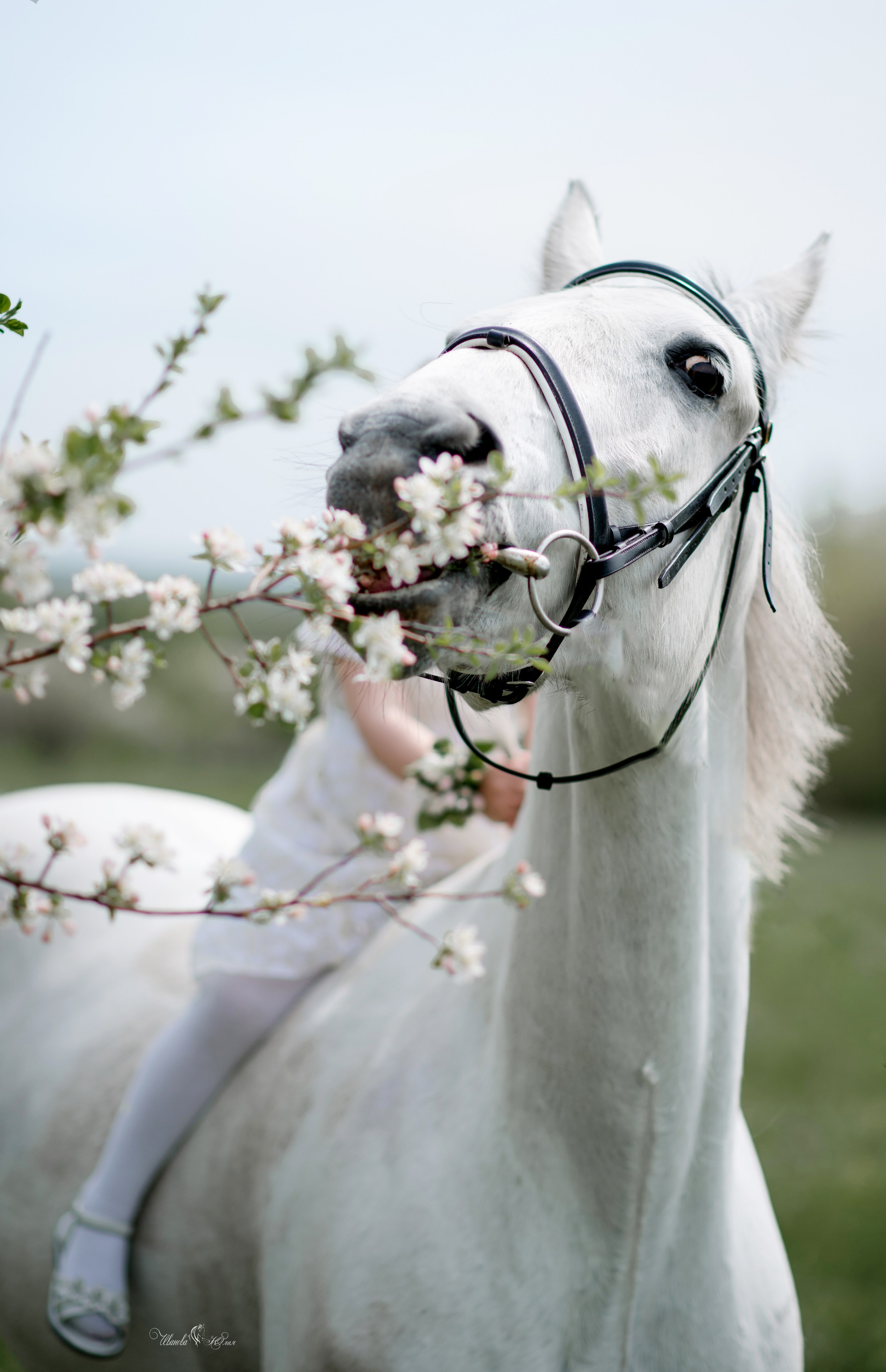 Мирослава и Гипноз. Конный фотограф в Саратове Юлия Иванова