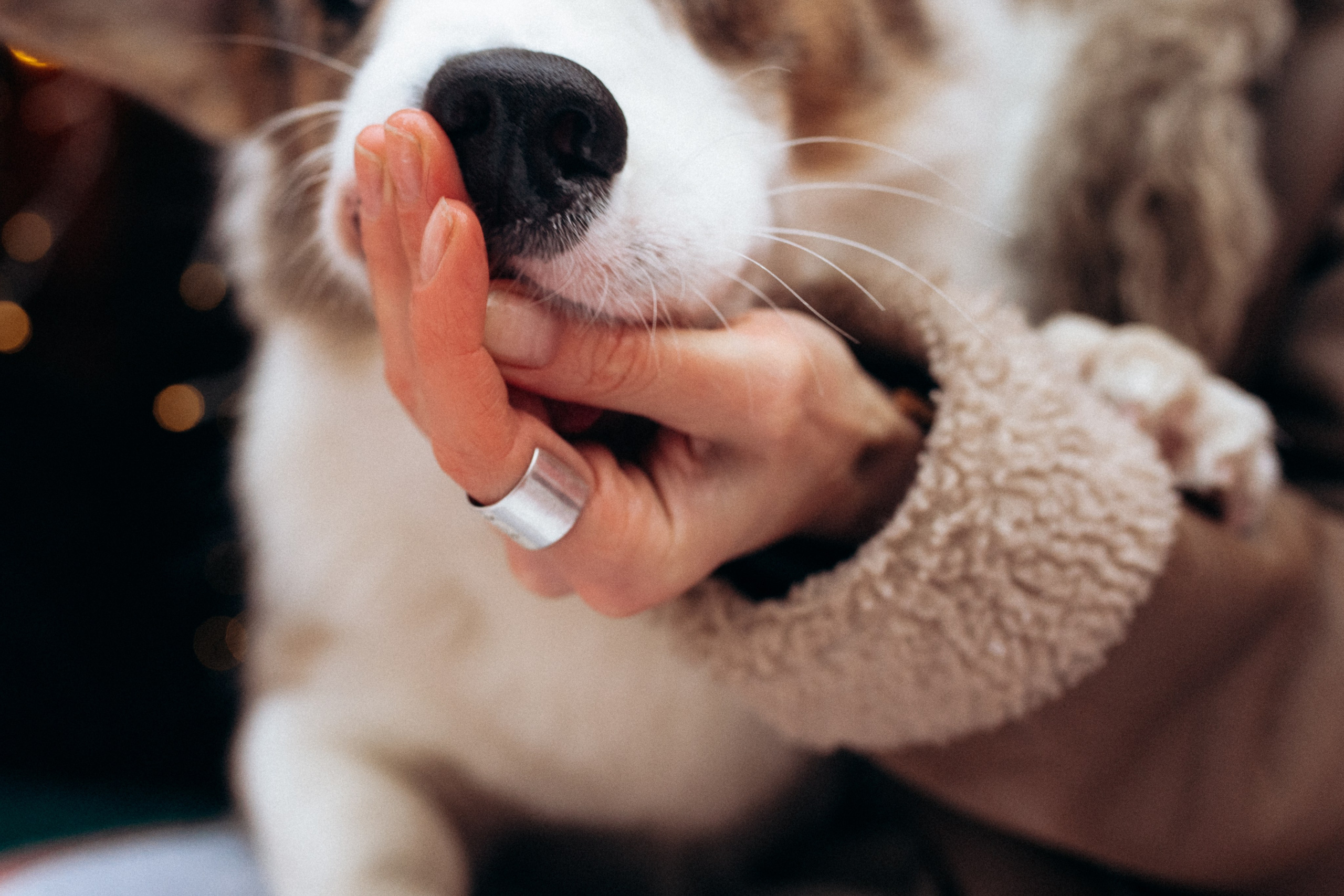 Маша и Дэф. Фотограф анималист в Москве Ольга Агушева
