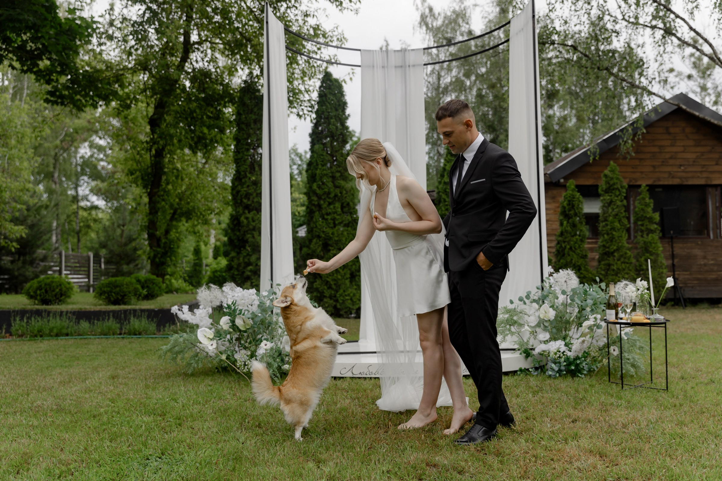 Свадьба пес и котики. Dima Lemeshevsky