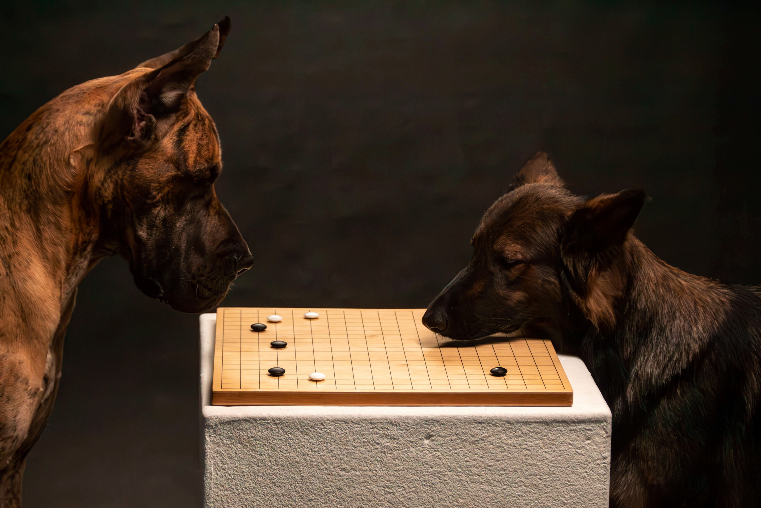 Елена, Honney Highlight и Эрафия. Фотограф анималист — Тула, Москва