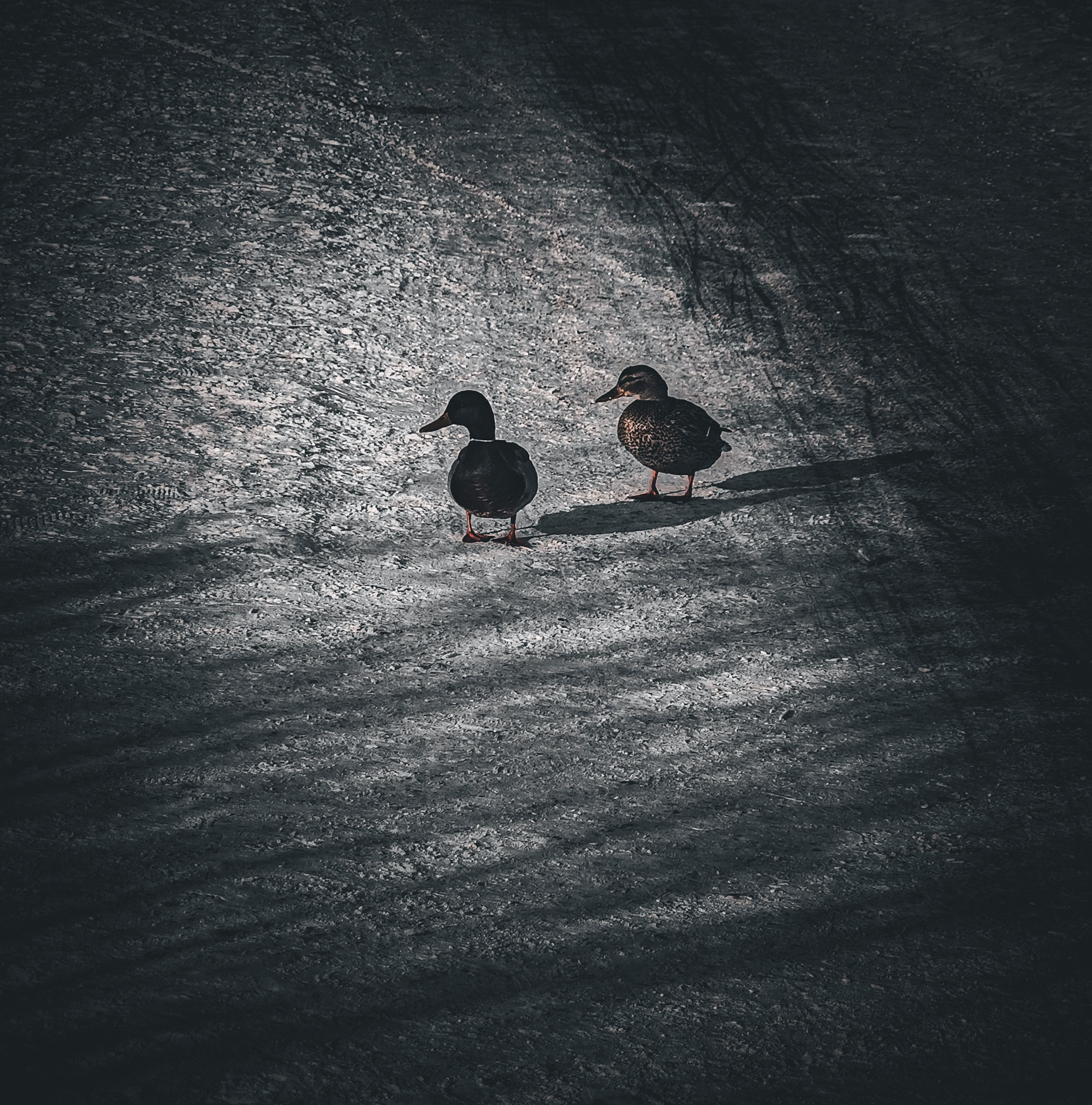 Birds. Игорь Урывский. Фотограф Красноярск