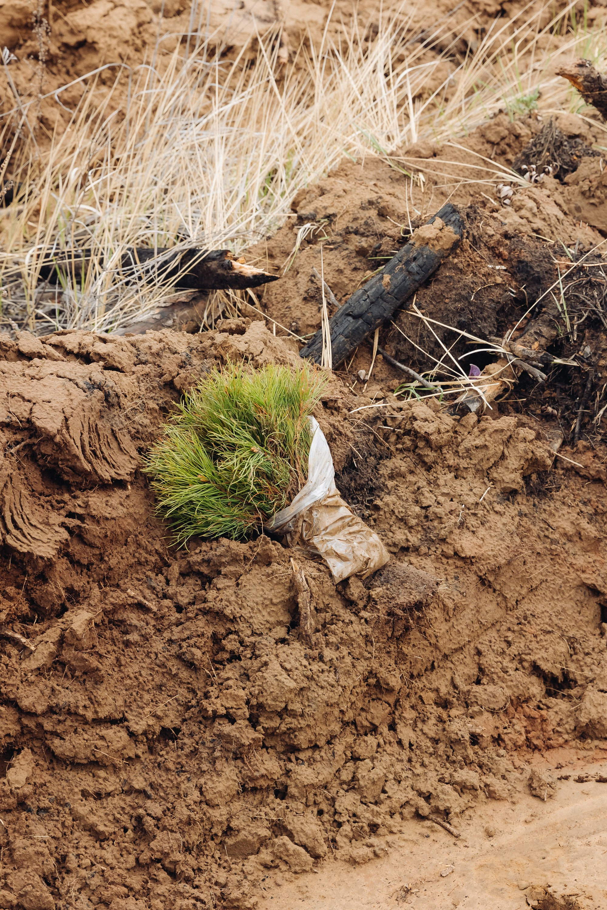Siberian wellness. Ежегодная акция по посадке деревьев. Свадебный и семейный фотограф в Улан-Удэ
