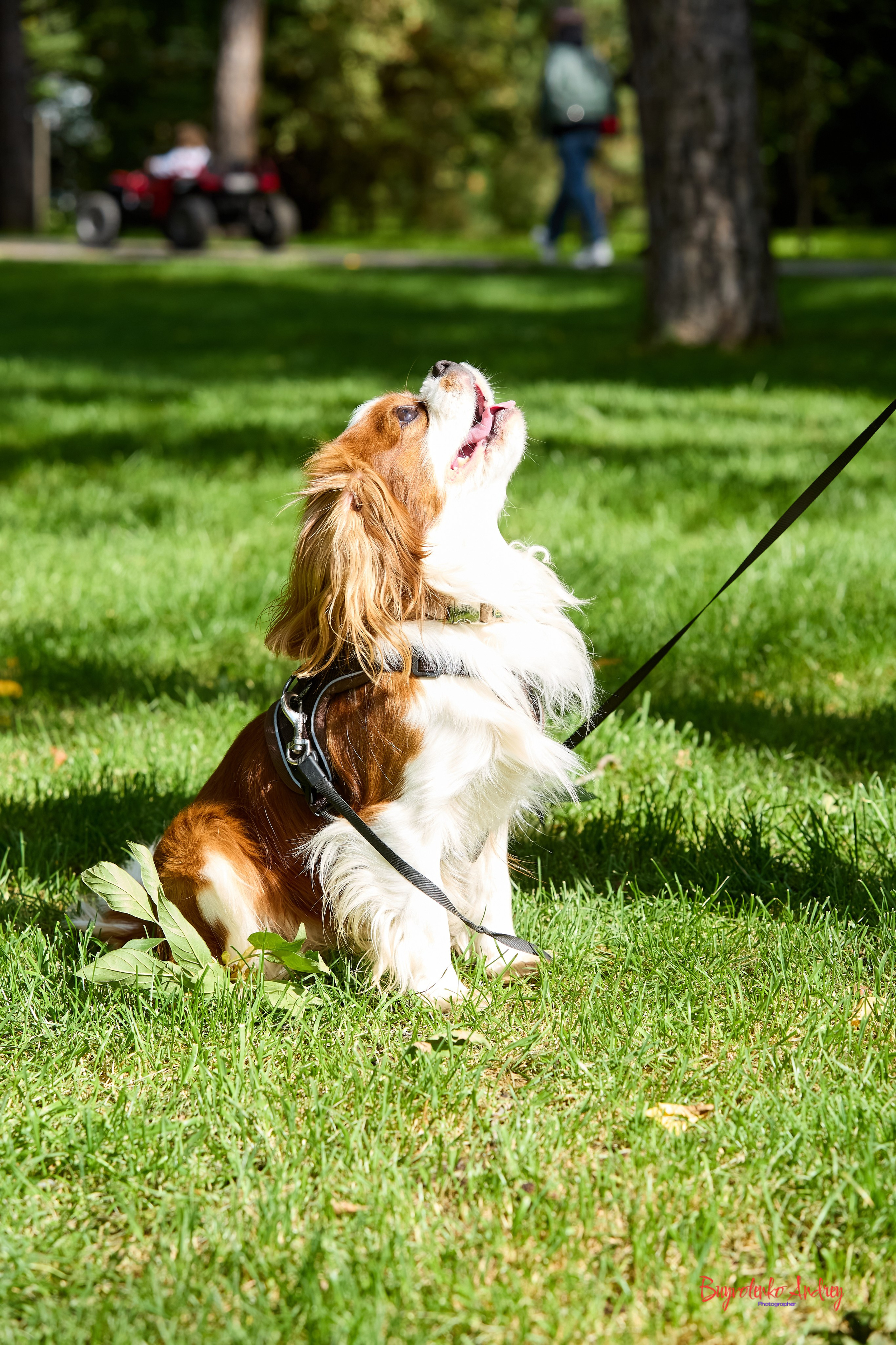 Фотопрогулка с кавалерами. Buyvolenko Andrey