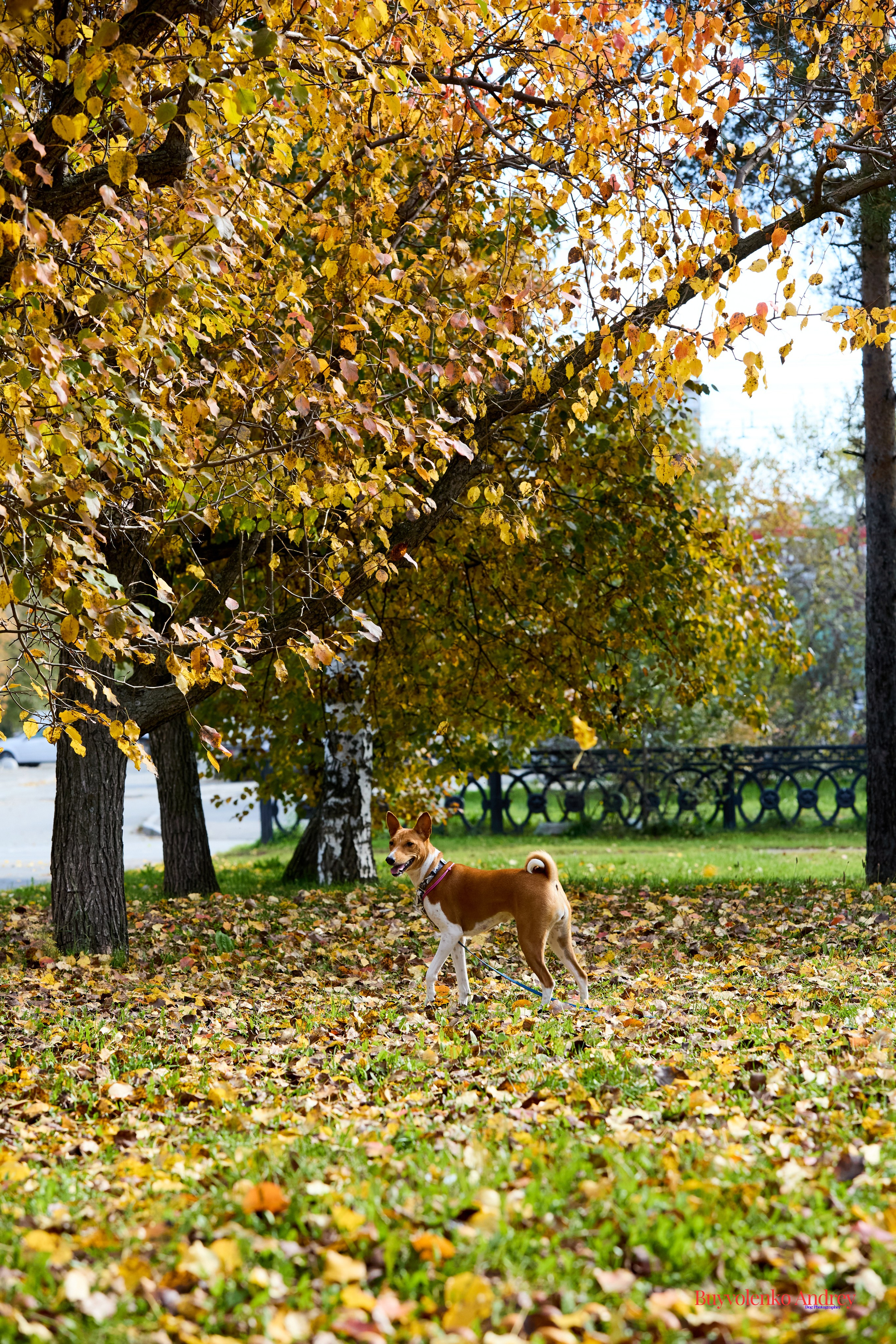 Басенджи и Аусси 21.09.2025. Buyvolenko Andrey