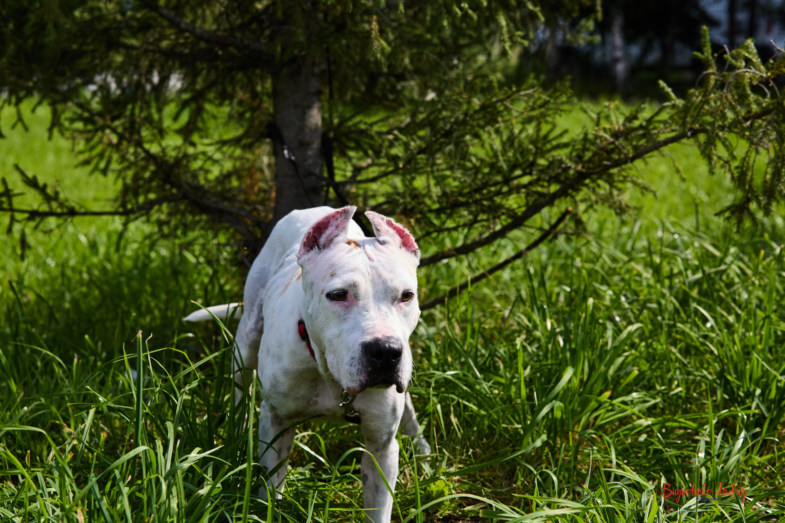 Проект фотопрогулка с хвостиком. Buyvolenko Andrey