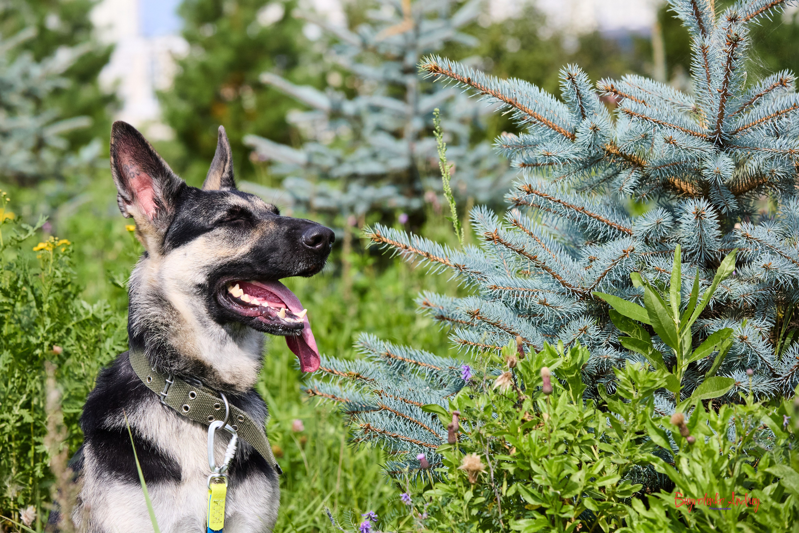 Проект фотопрогулка с хвостиком. Buyvolenko Andrey