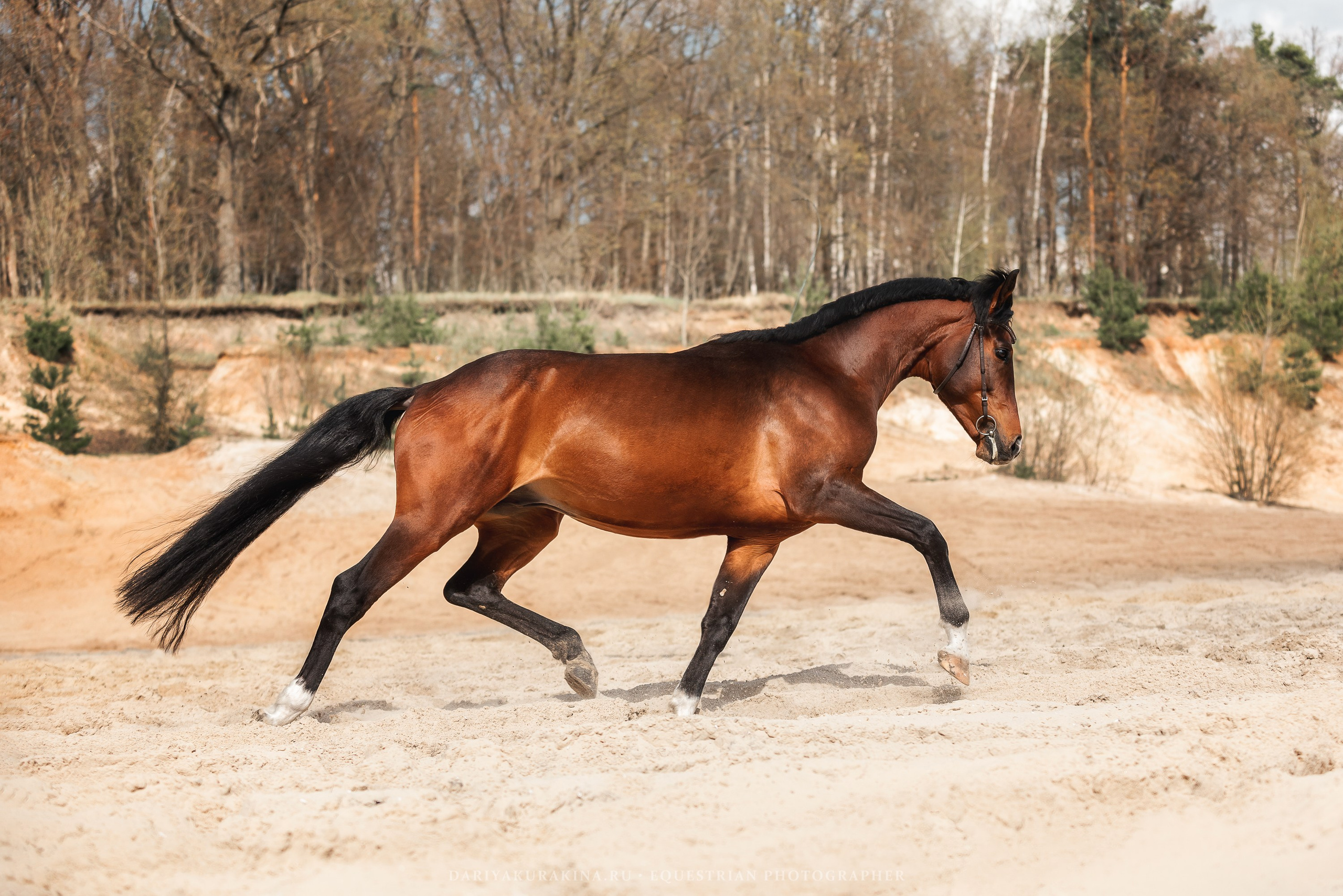 Веня, HORSIO. Конный фотограф Куракина Дарья • Фотосессии с лошадьми