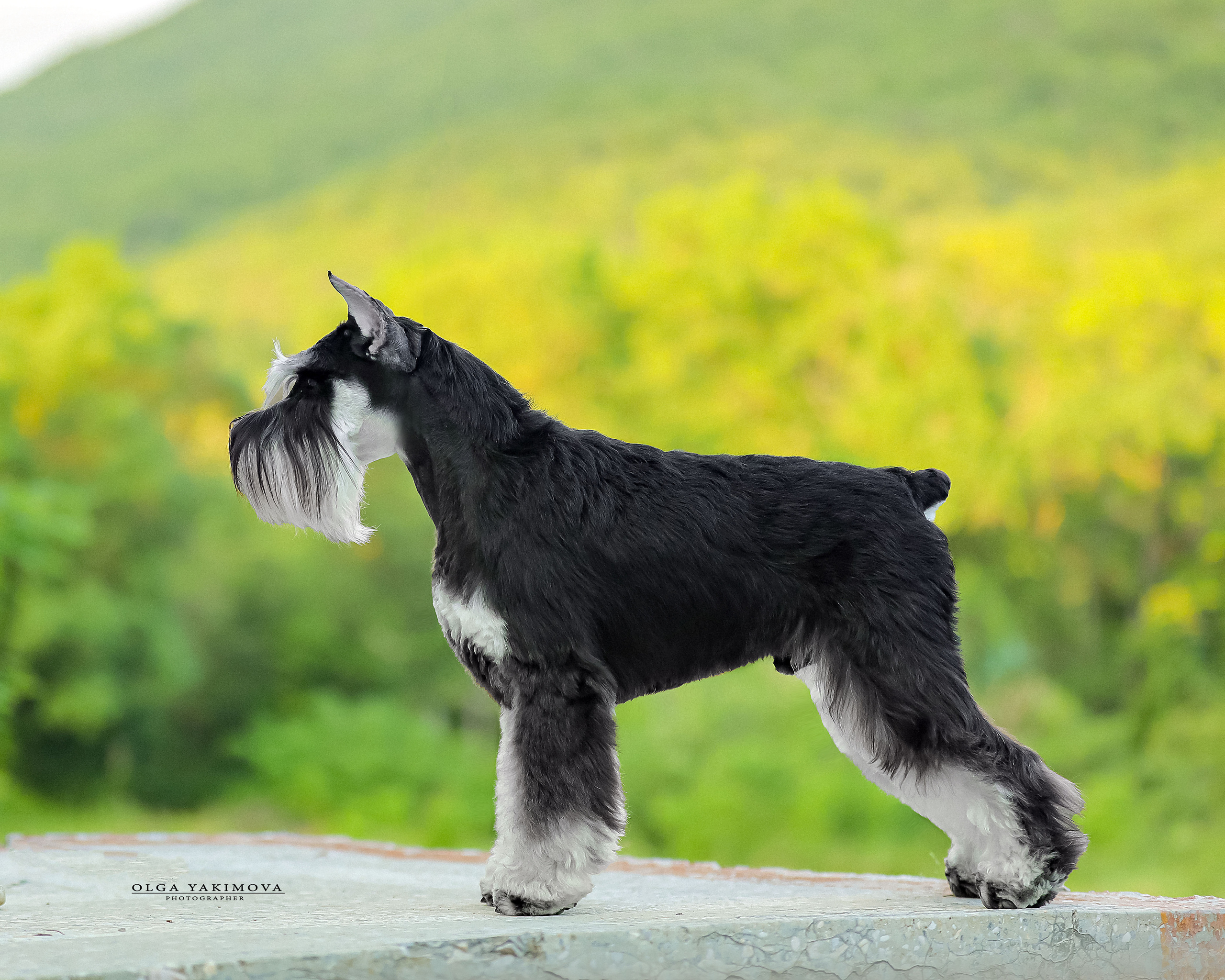 Экстерьер. Фотограф