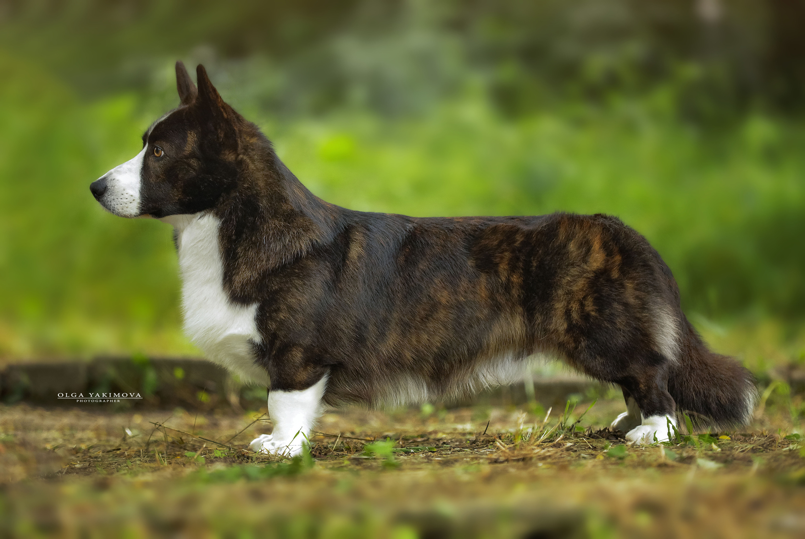 Экстерьер. Фотограф