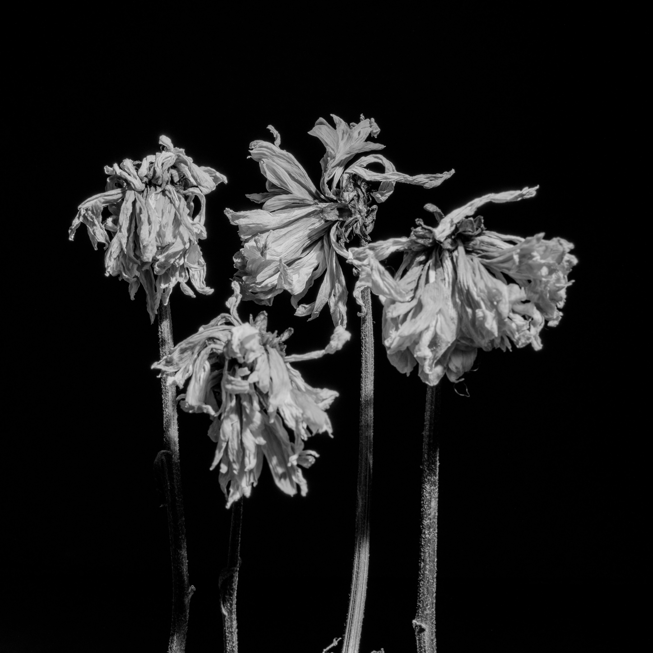 Цветы. Фотограф Александр Тихонов