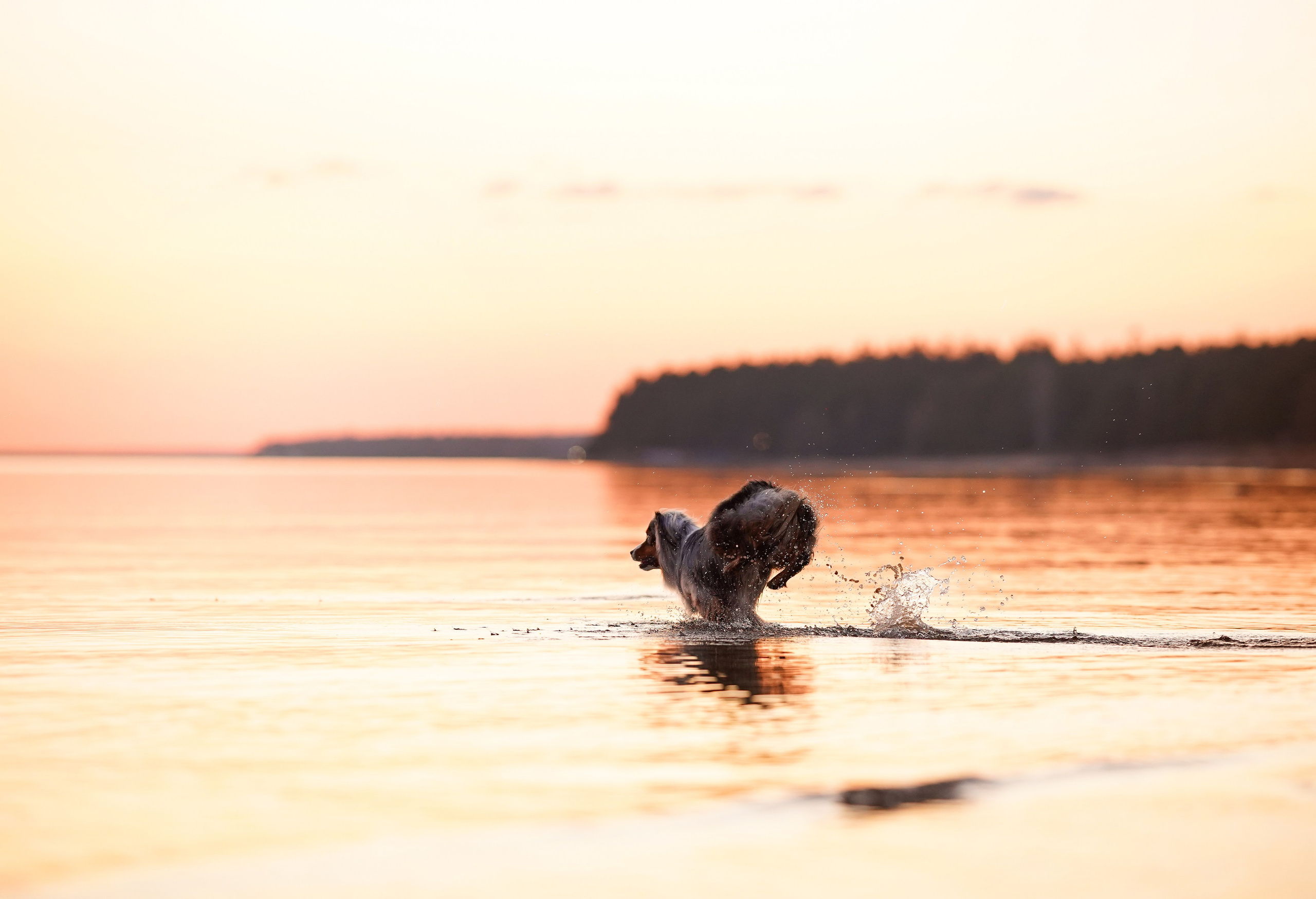 Алиса и Джокер. Фотограф-анималист в Санкт-Петербурге Яна Мартынова
