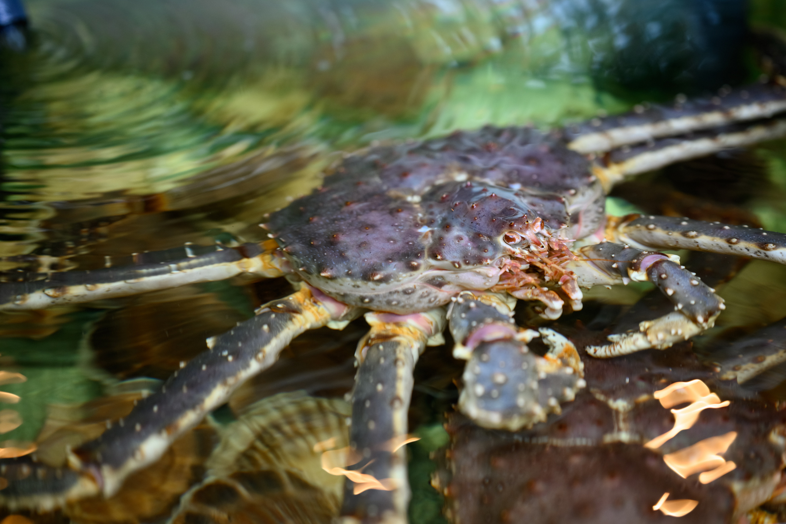 Butler. Свадебный фотограф в Москве Артём Кившарь