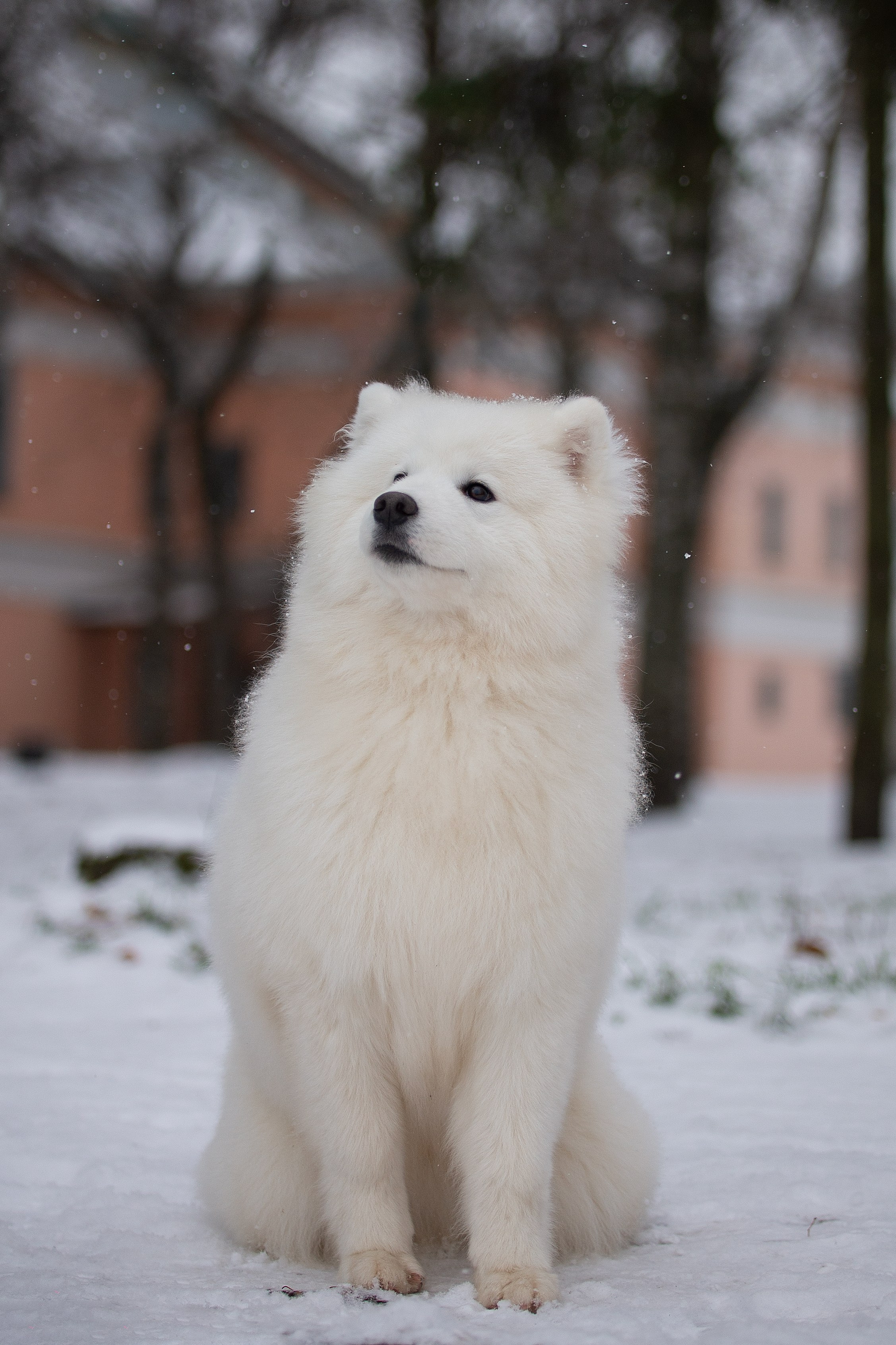 Собаки питомника Версаль. Творческий фотограф Вологда
