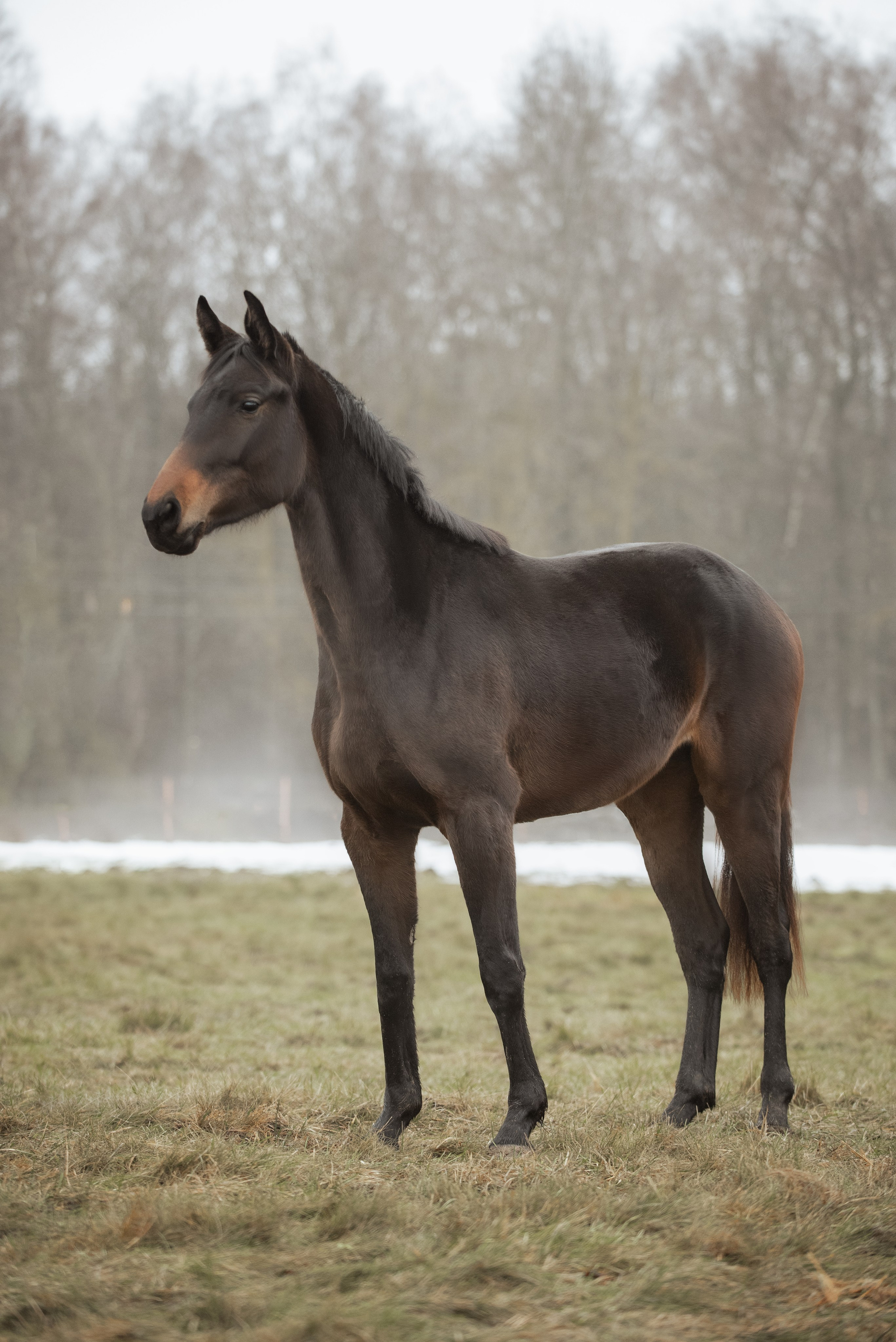 Мелкаши ЮНА. Куракина Дарья • Конный фотограф