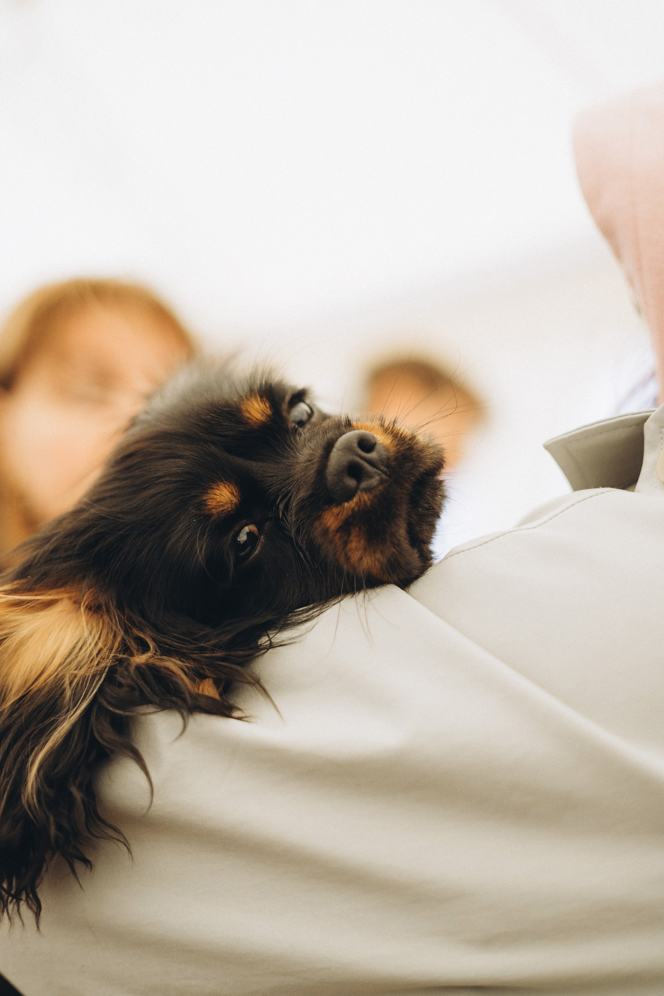 Встреча ККЧС. Фотограф анималист Осипчикова Мария
