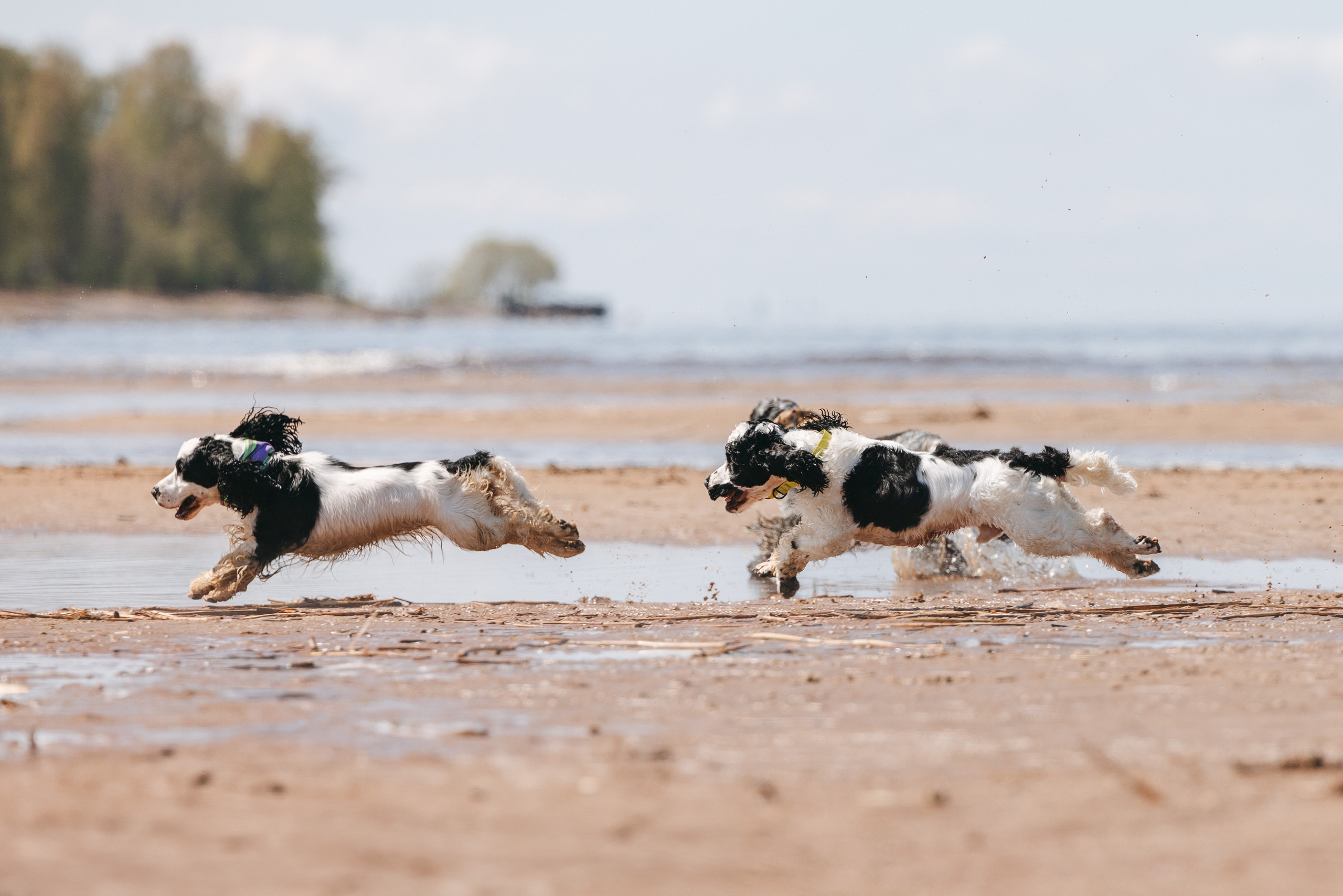 Спанимания. Фотограф анималист Осипчикова Мария