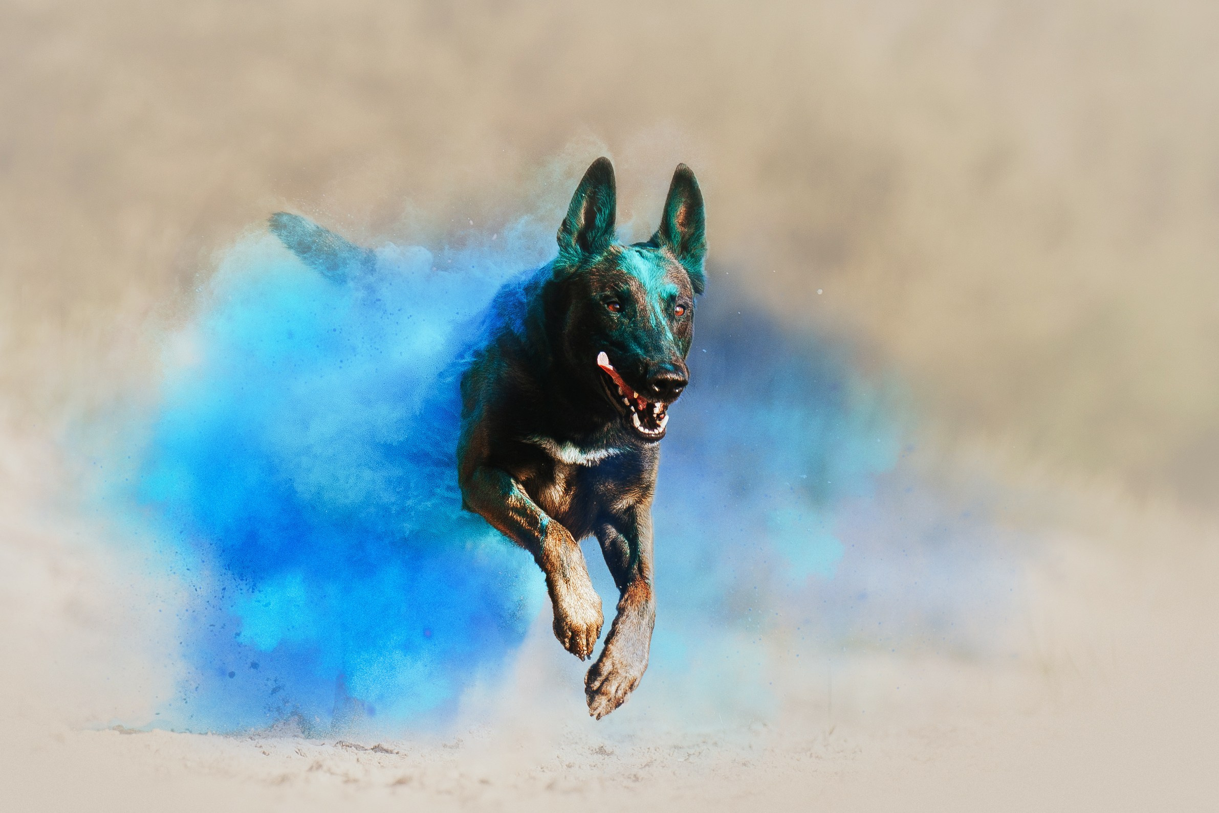 Раш. Фотограф анималист Осипчикова Мария