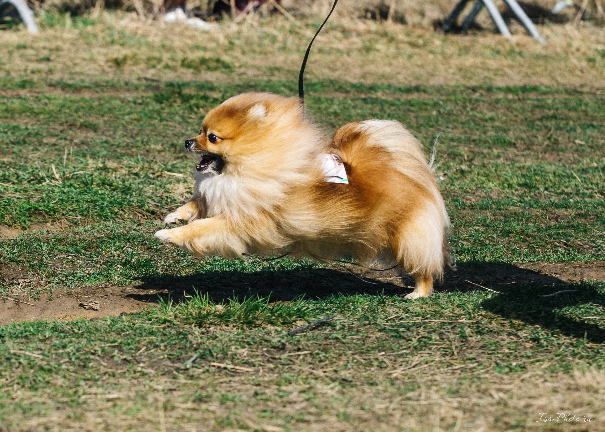 Кросс «Быстрый пёс» 2025. Репортажный фотограф в Москве