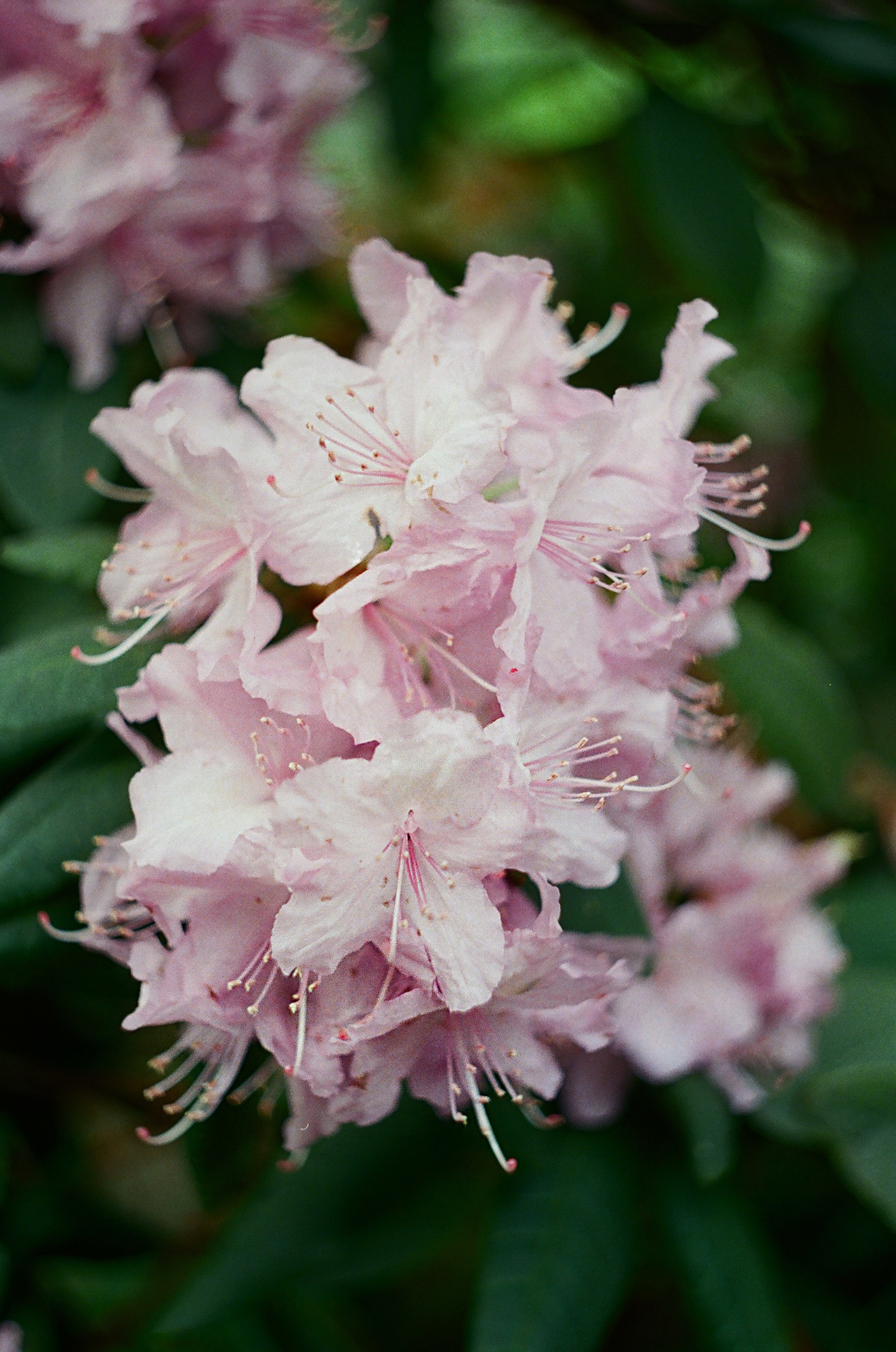 Фотограф в Сургуте Ксения Лепина