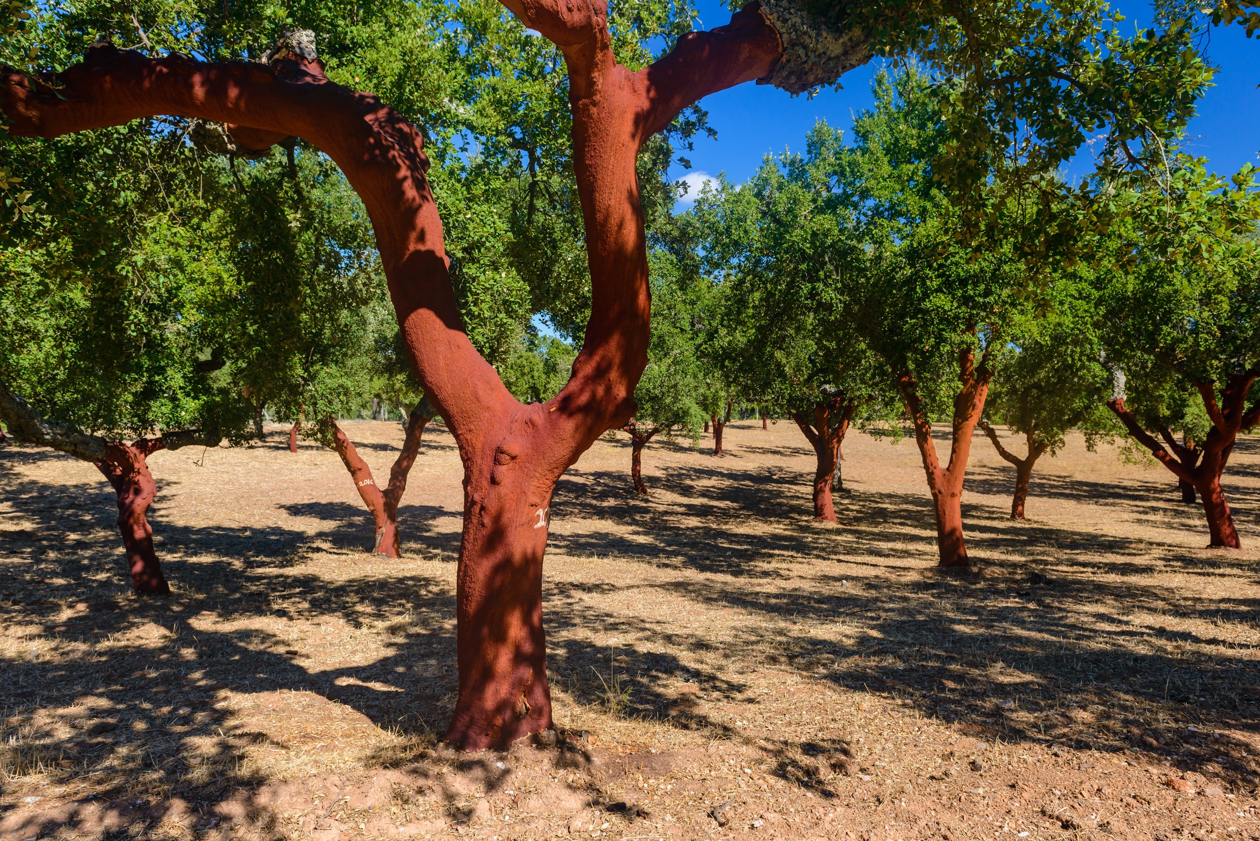 Пейзажная фотография. Авторские стильные фотокартины