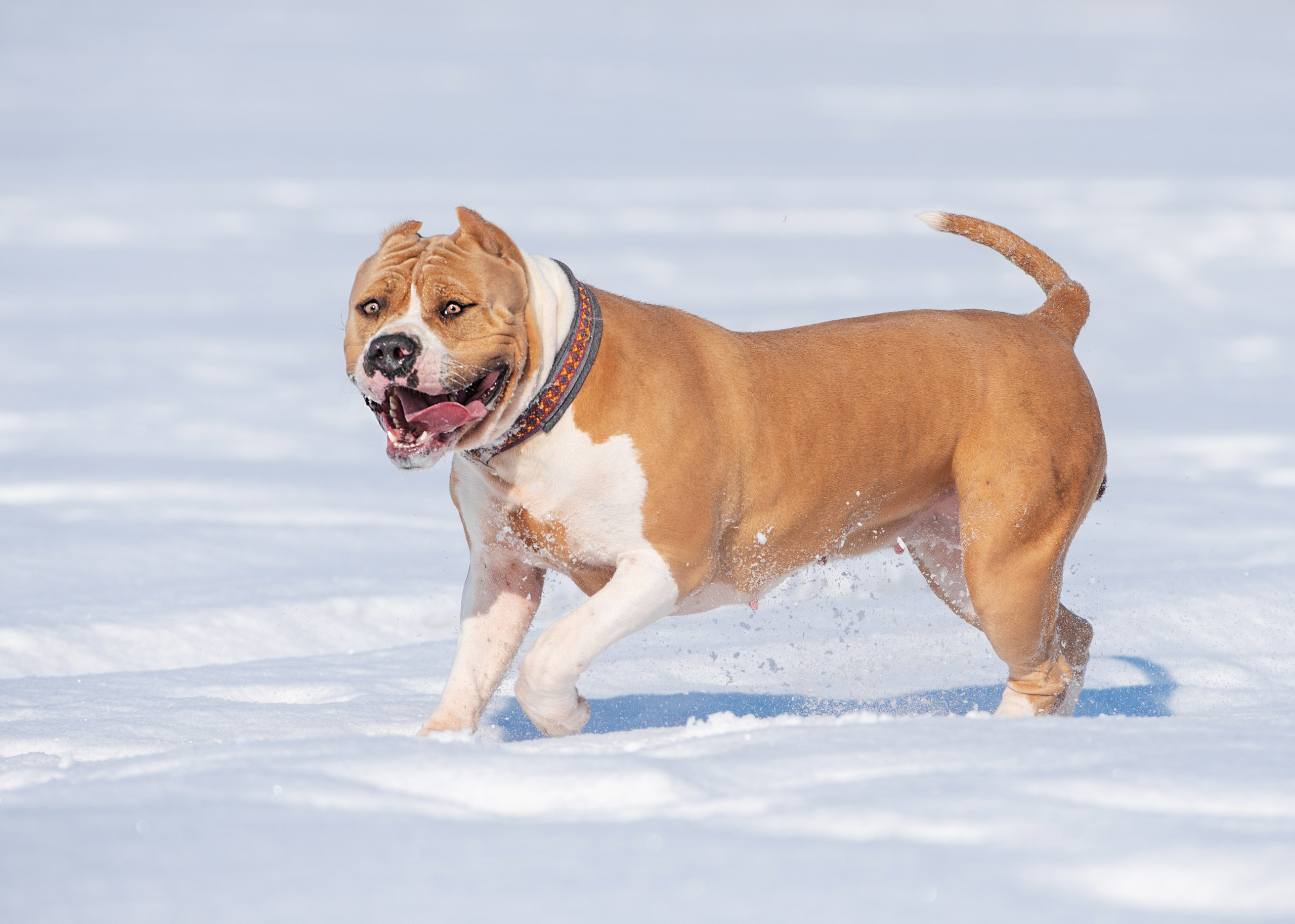 Булли. Дог-фотограф в Тюмени Александра Королева