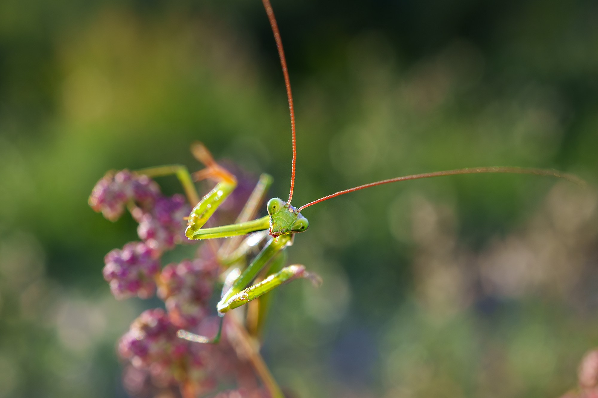 Макросъёмка. Ваш личный фотограф Марина Волкова